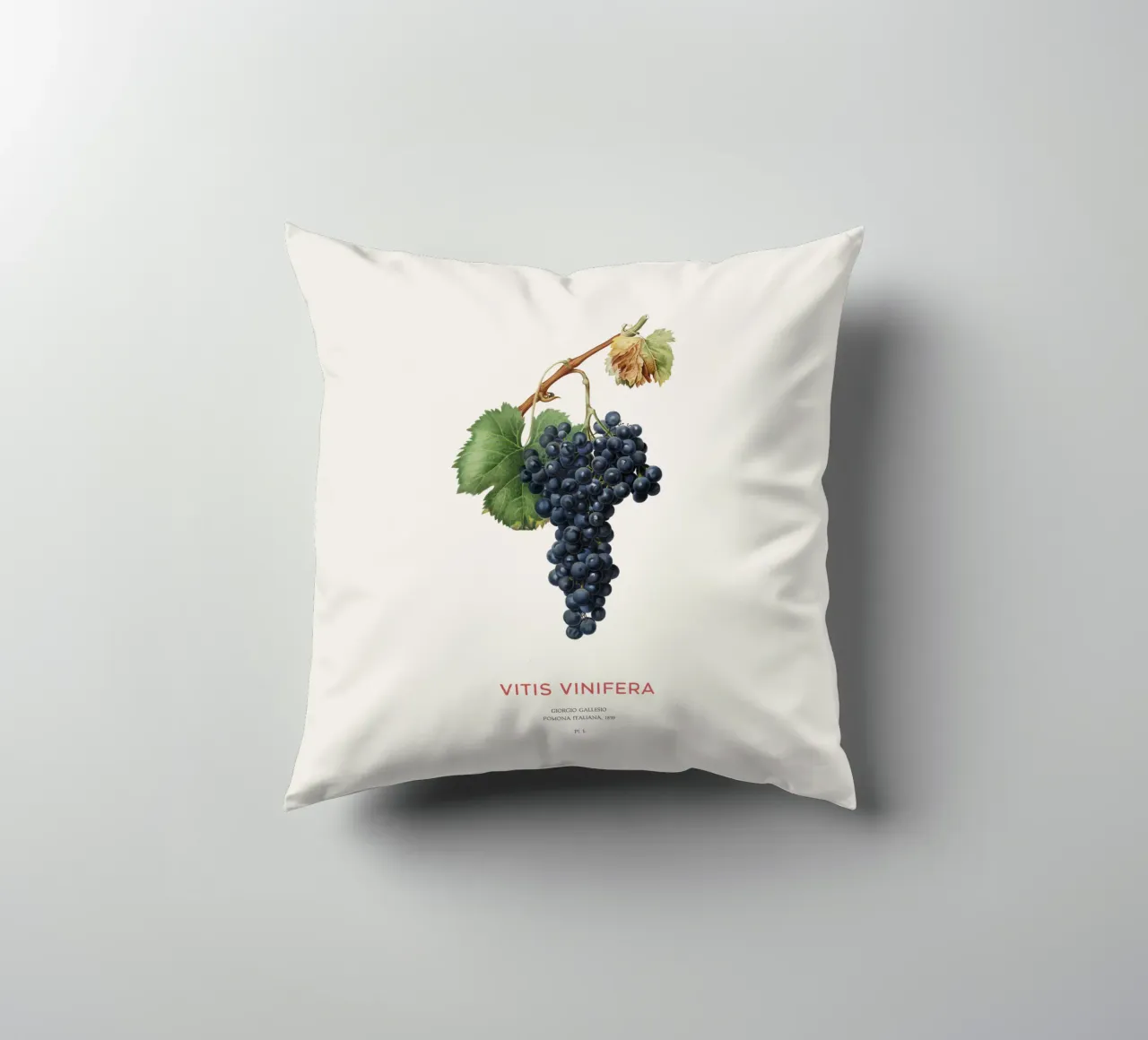 Vite d'uva o Vitis Vinifera cuscino da Vintagrafica