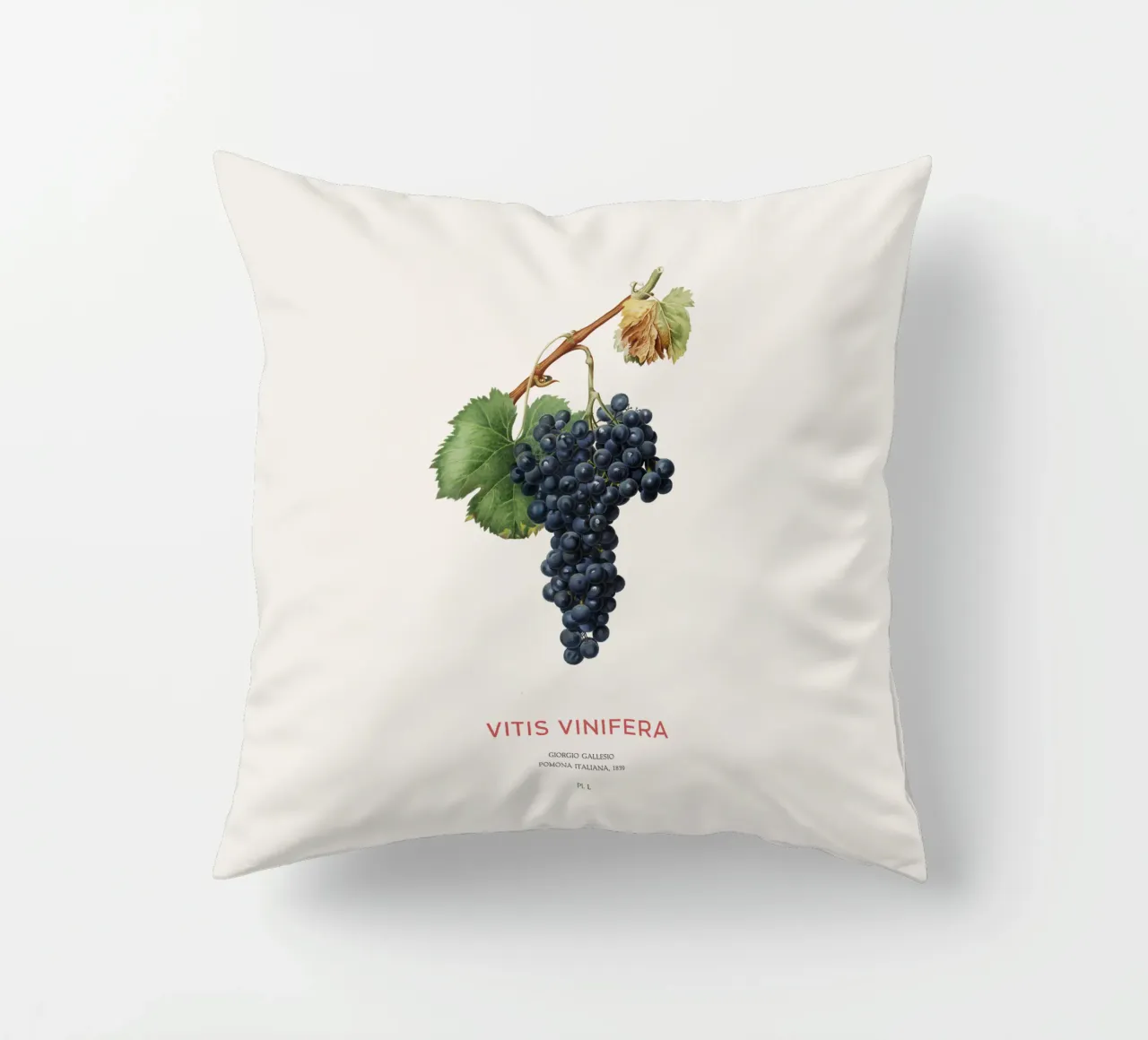 Vite d'uva o Vitis Vinifera cuscino da Vintagrafica