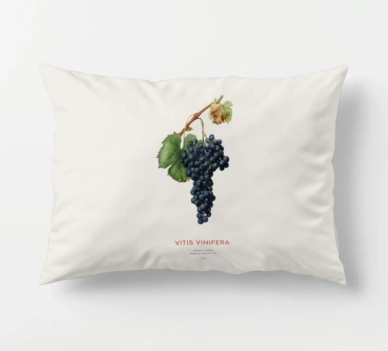 Vite d'uva o Vitis Vinifera cuscino da Vintagrafica
