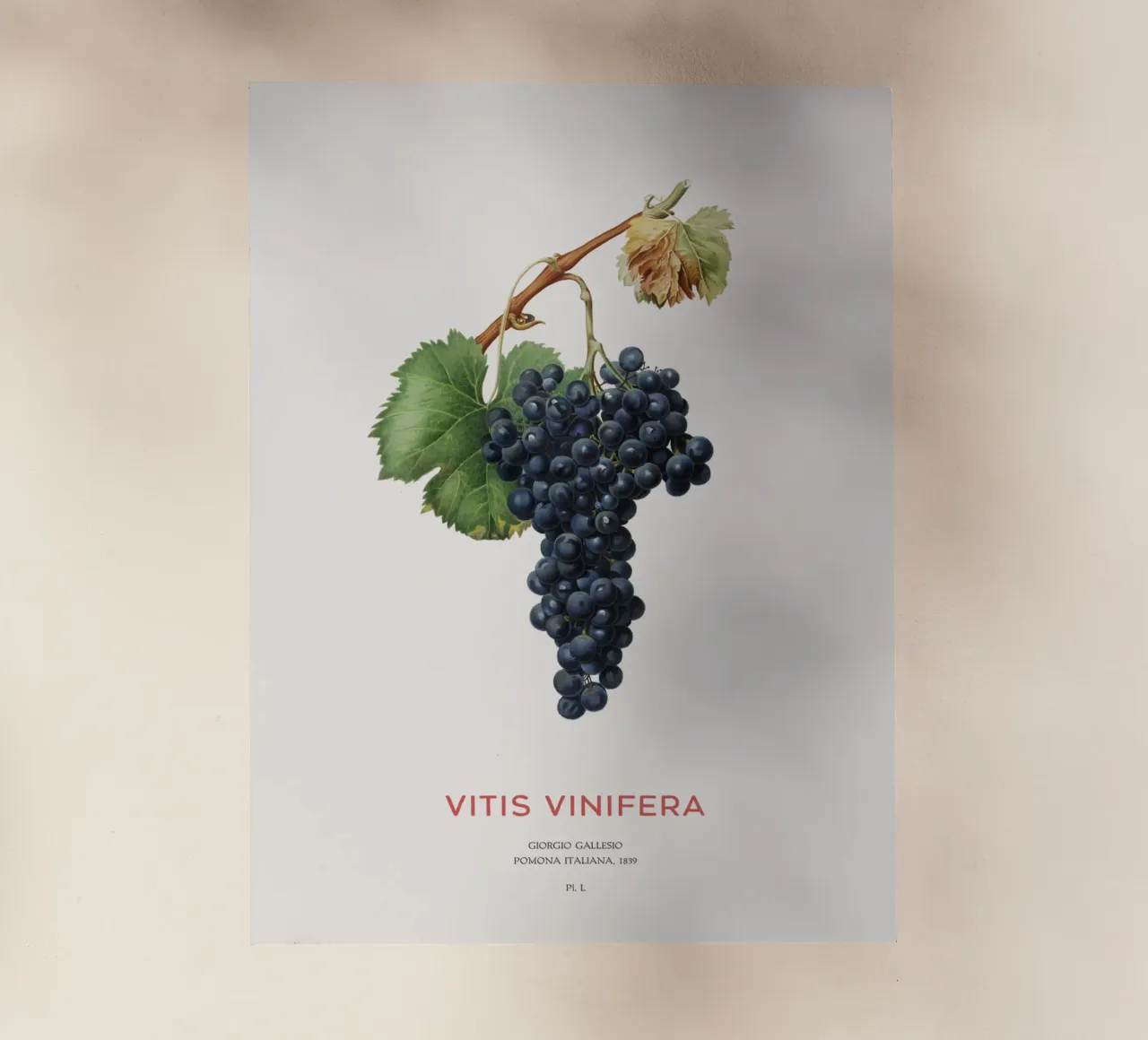 Vite d'uva o Vitis Vinifera pellicola backlit da Vintagrafica