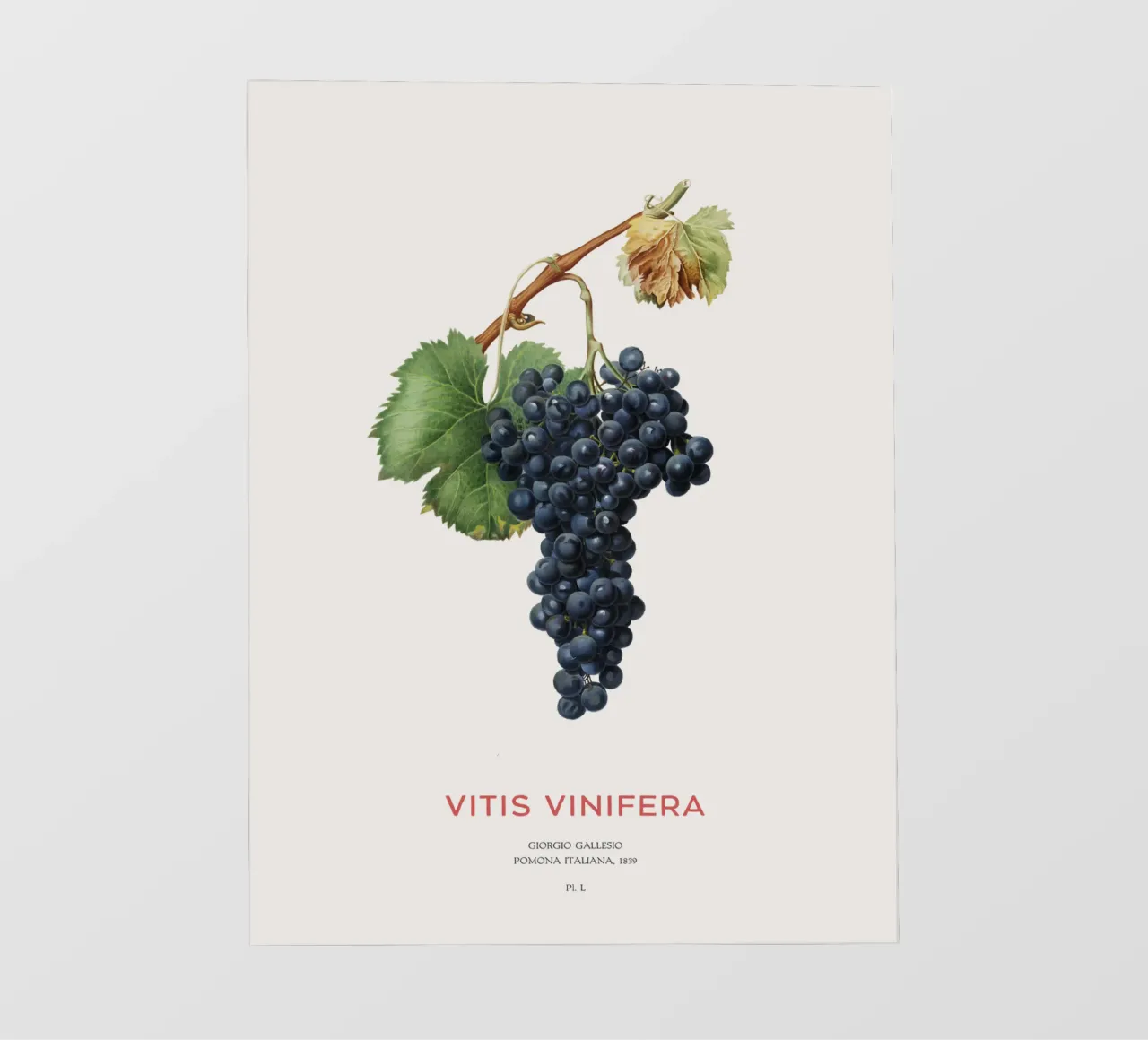 Vite d'uva o Vitis Vinifera pellicola backlit da Vintagrafica