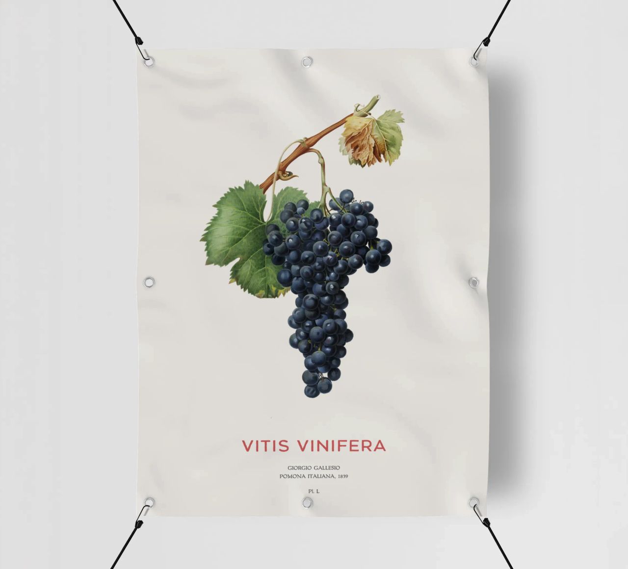 Vite d'uva o Vitis Vinifera telo in pvc da Vintagrafica