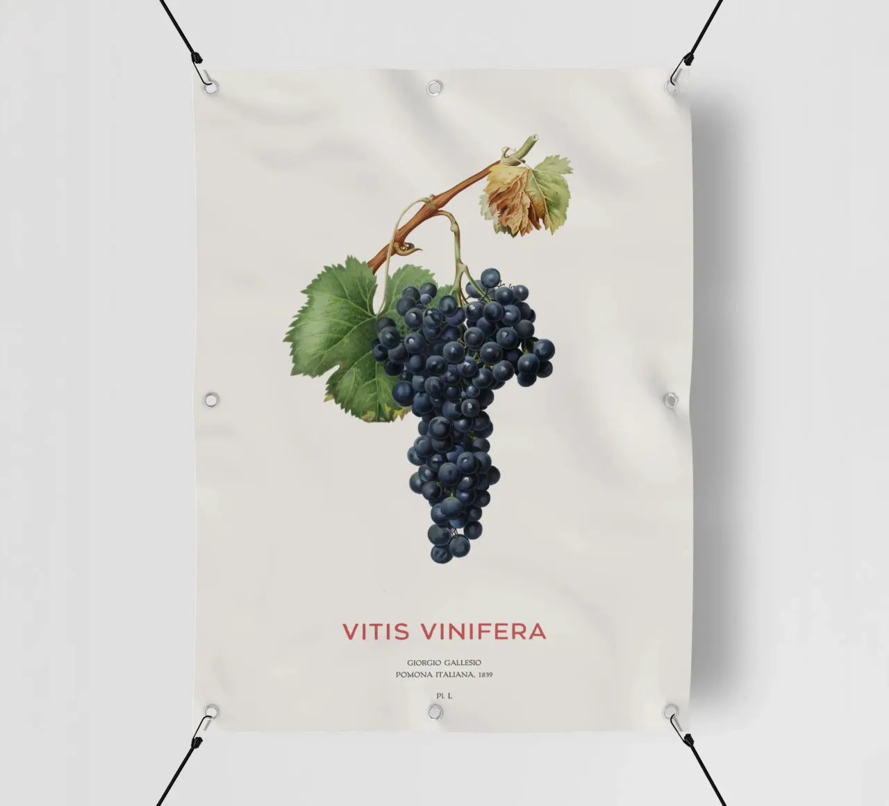 Grape vine or Vitis Vinifera pvc cover by Vintagrafica