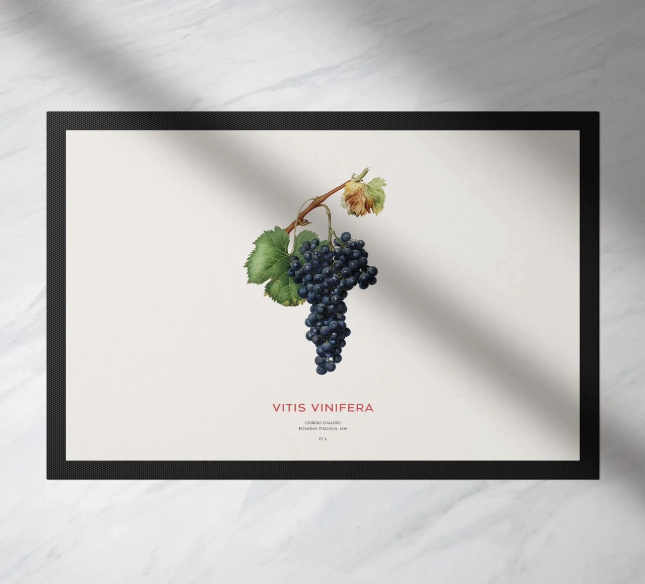 Vite d'uva o Vitis Vinifera zerbino da Vintagrafica