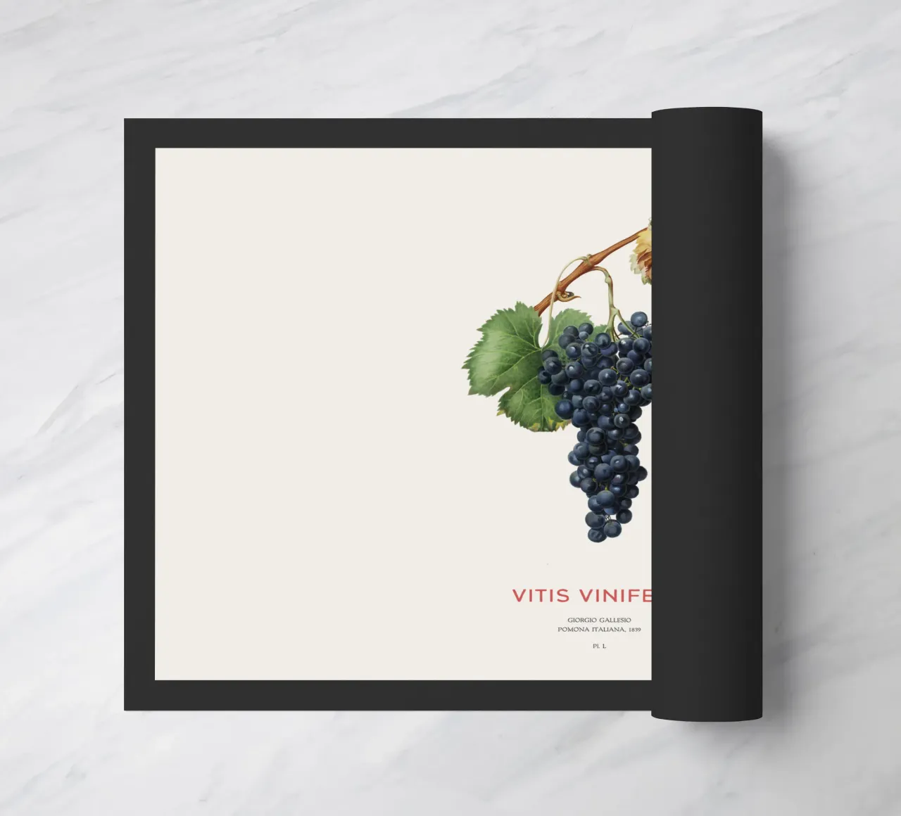 Grape vine or Vitis Vinifera doormat by Vintagrafica
