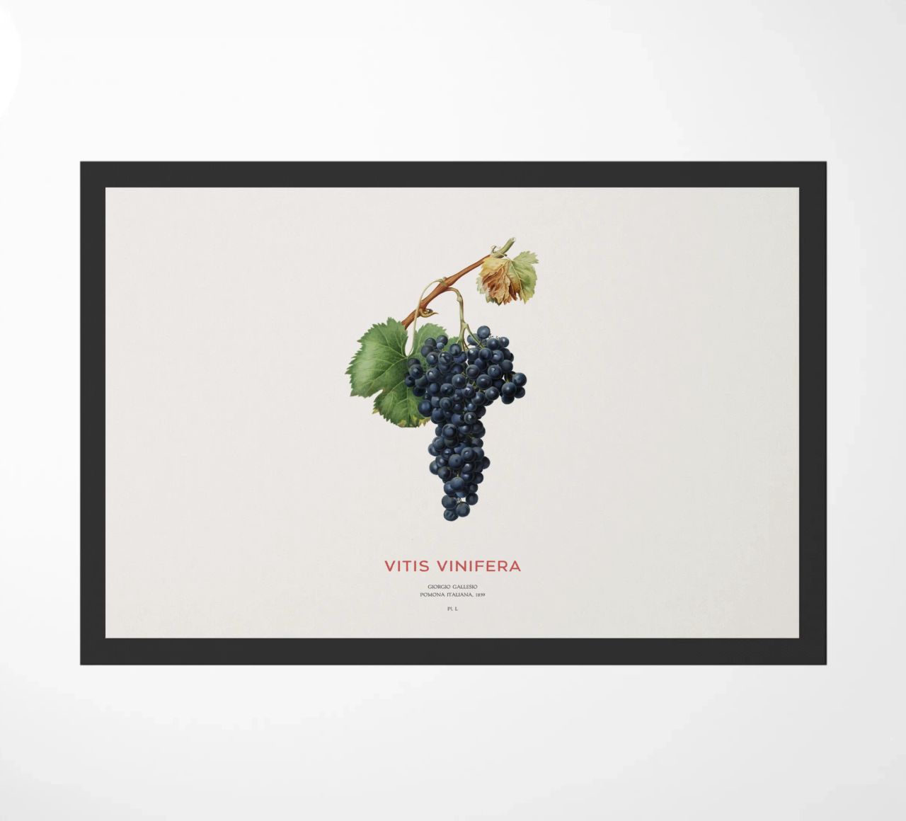 Vite d'uva o Vitis Vinifera zerbino da Vintagrafica