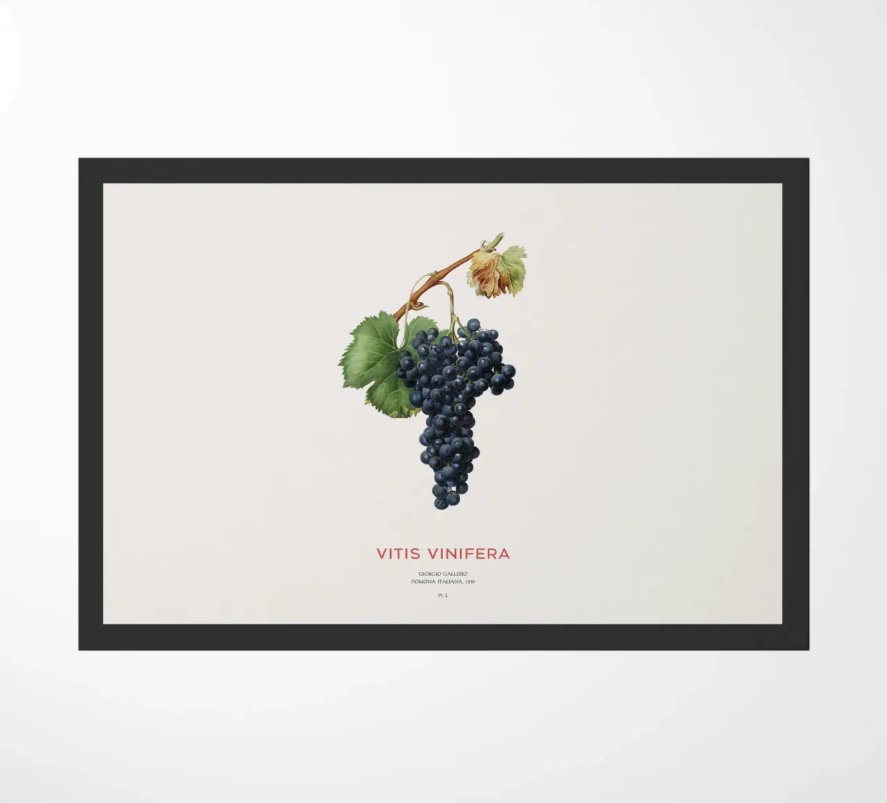 Grape vine or Vitis Vinifera doormat by Vintagrafica