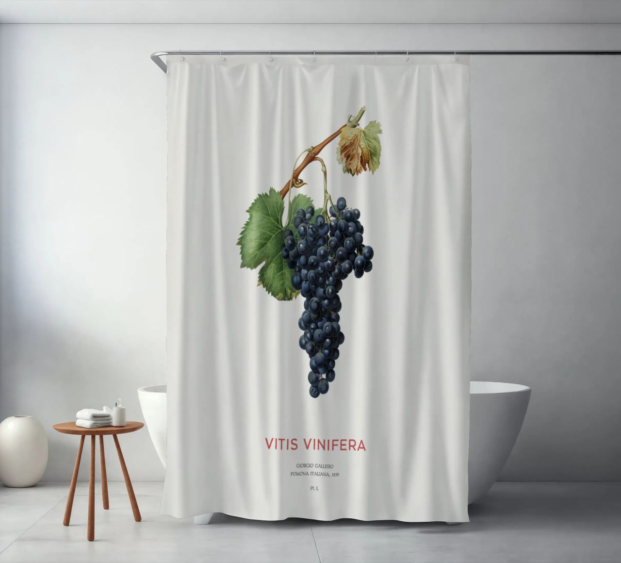 Vite d'uva o Vitis Vinifera tenda da doccia da Vintagrafica