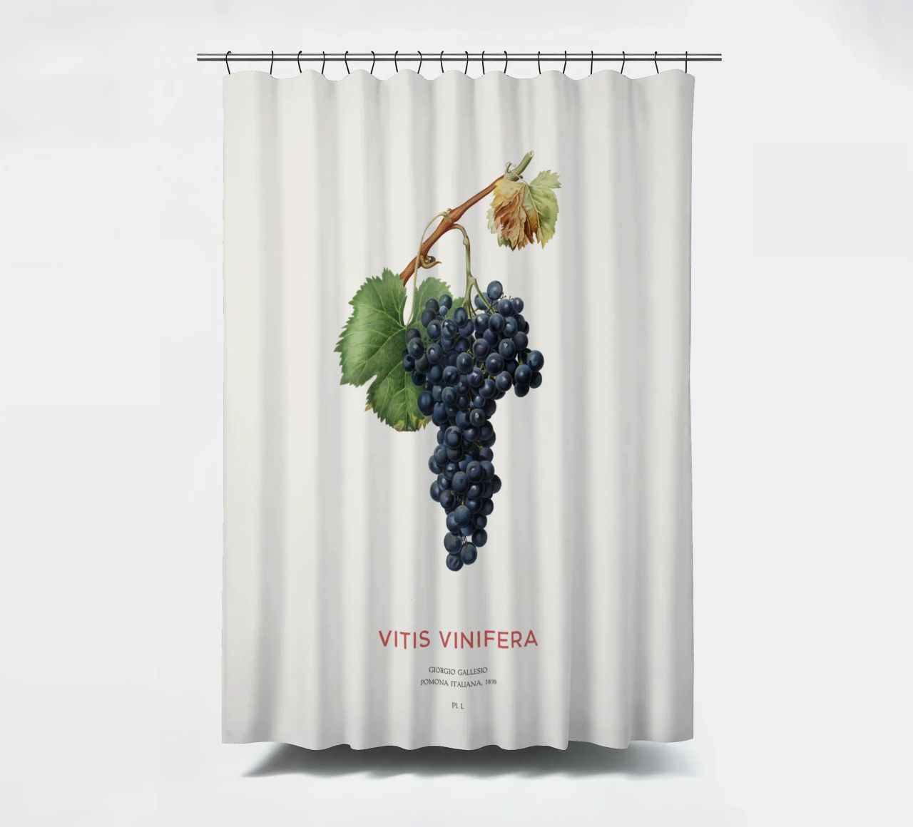 Vite d'uva o Vitis Vinifera tenda da doccia da Vintagrafica