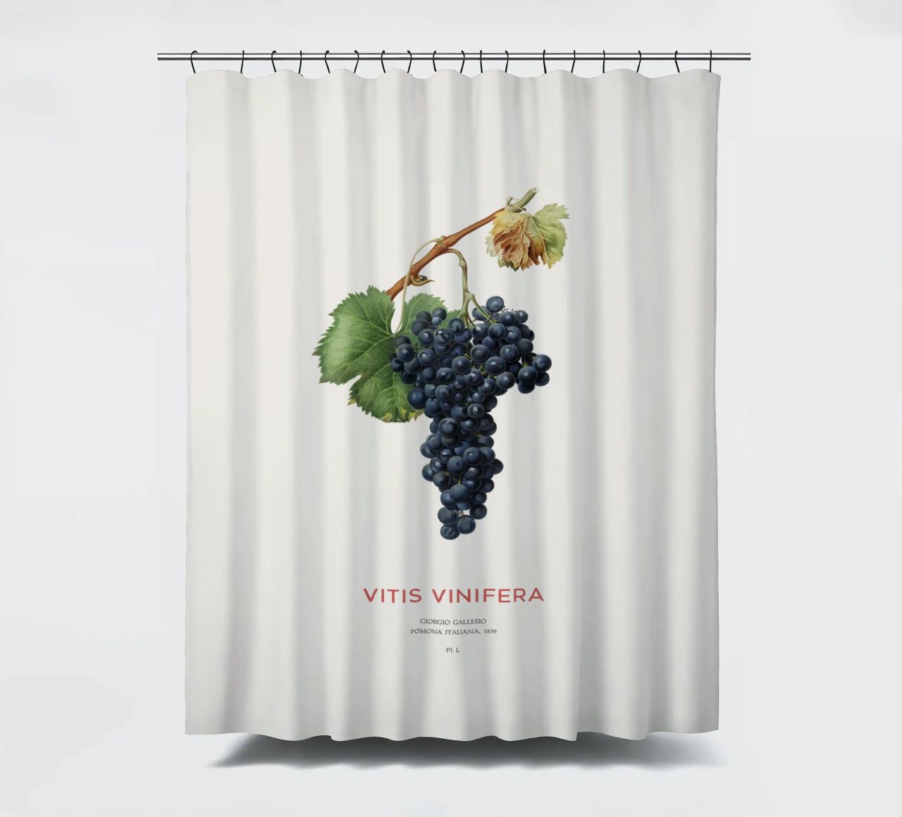 Vite d'uva o Vitis Vinifera tenda da doccia da Vintagrafica