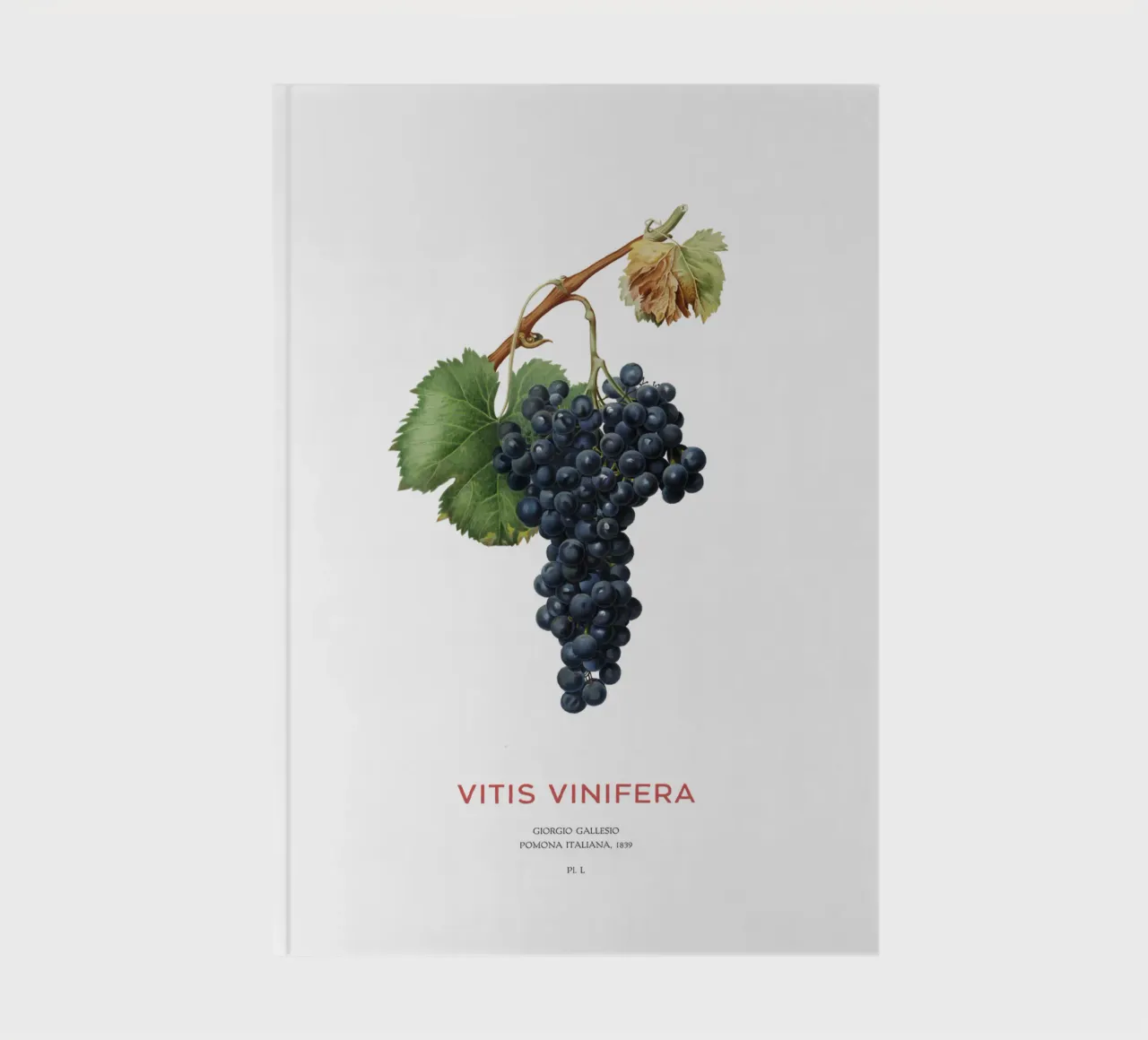 Vite d'uva o Vitis Vinifera diario da Vintagrafica