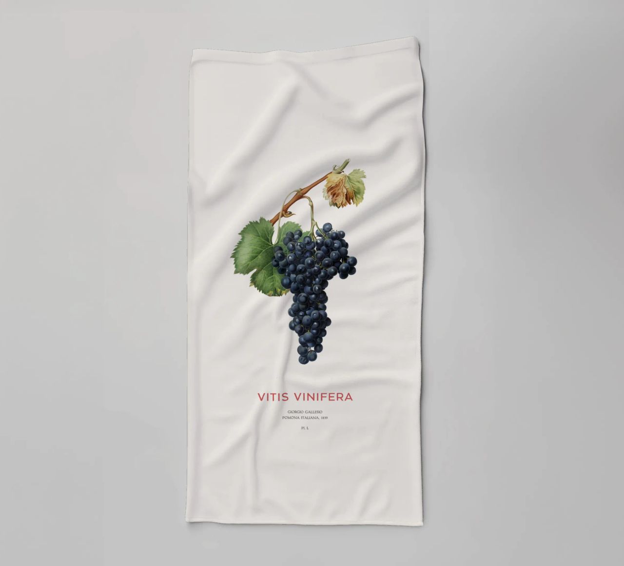 Vite d'uva o Vitis Vinifera asciugamano da bagno da Vintagrafica