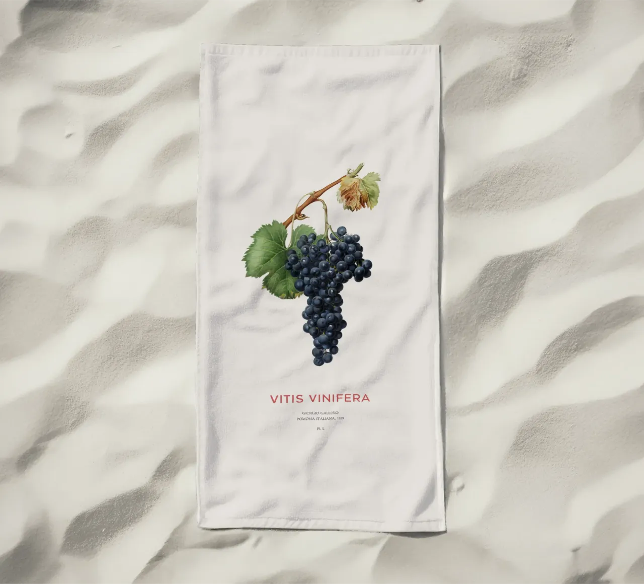Vite d'uva o Vitis Vinifera telo mare da Vintagrafica