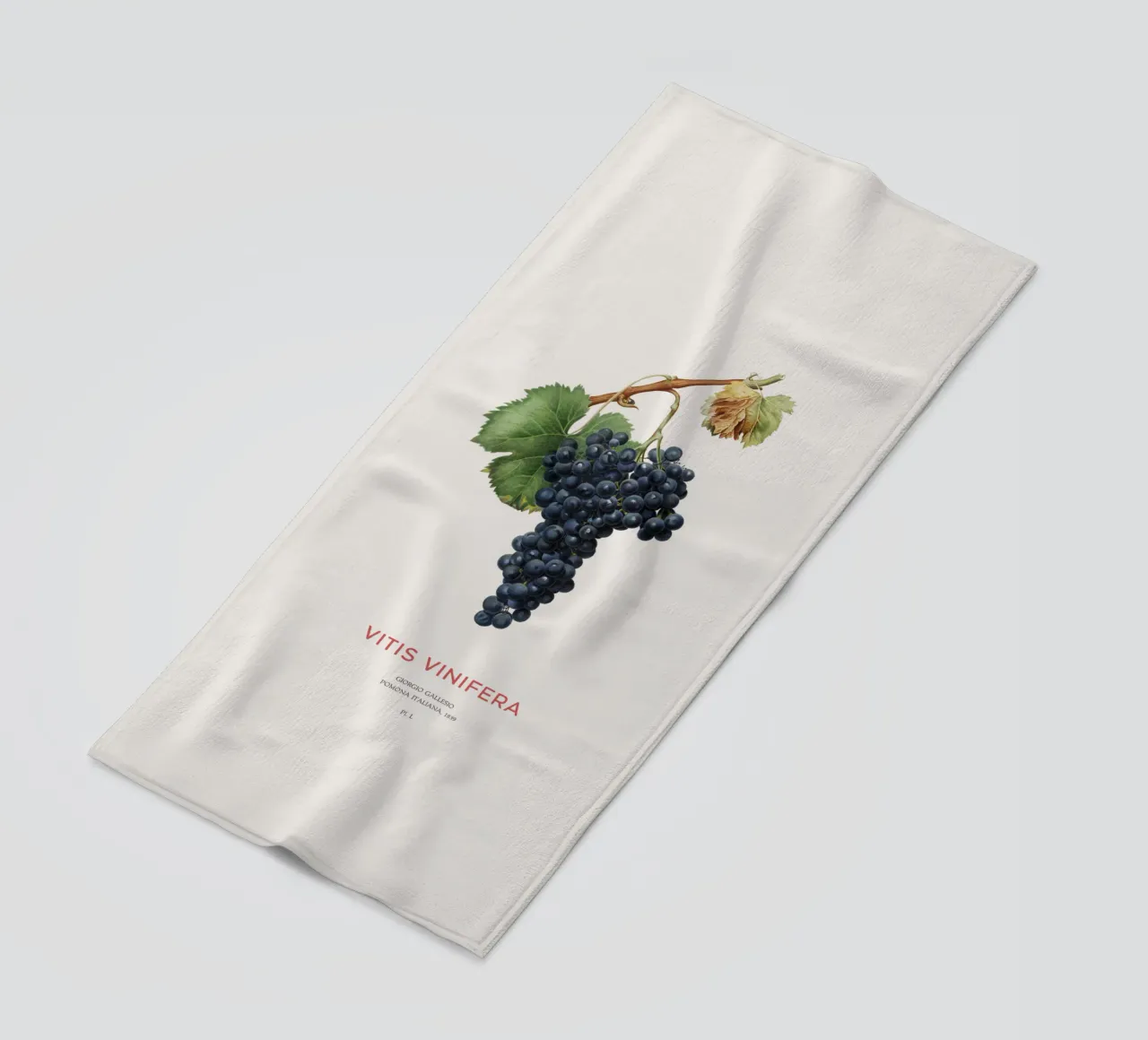 Vite d'uva o Vitis Vinifera telo mare da Vintagrafica