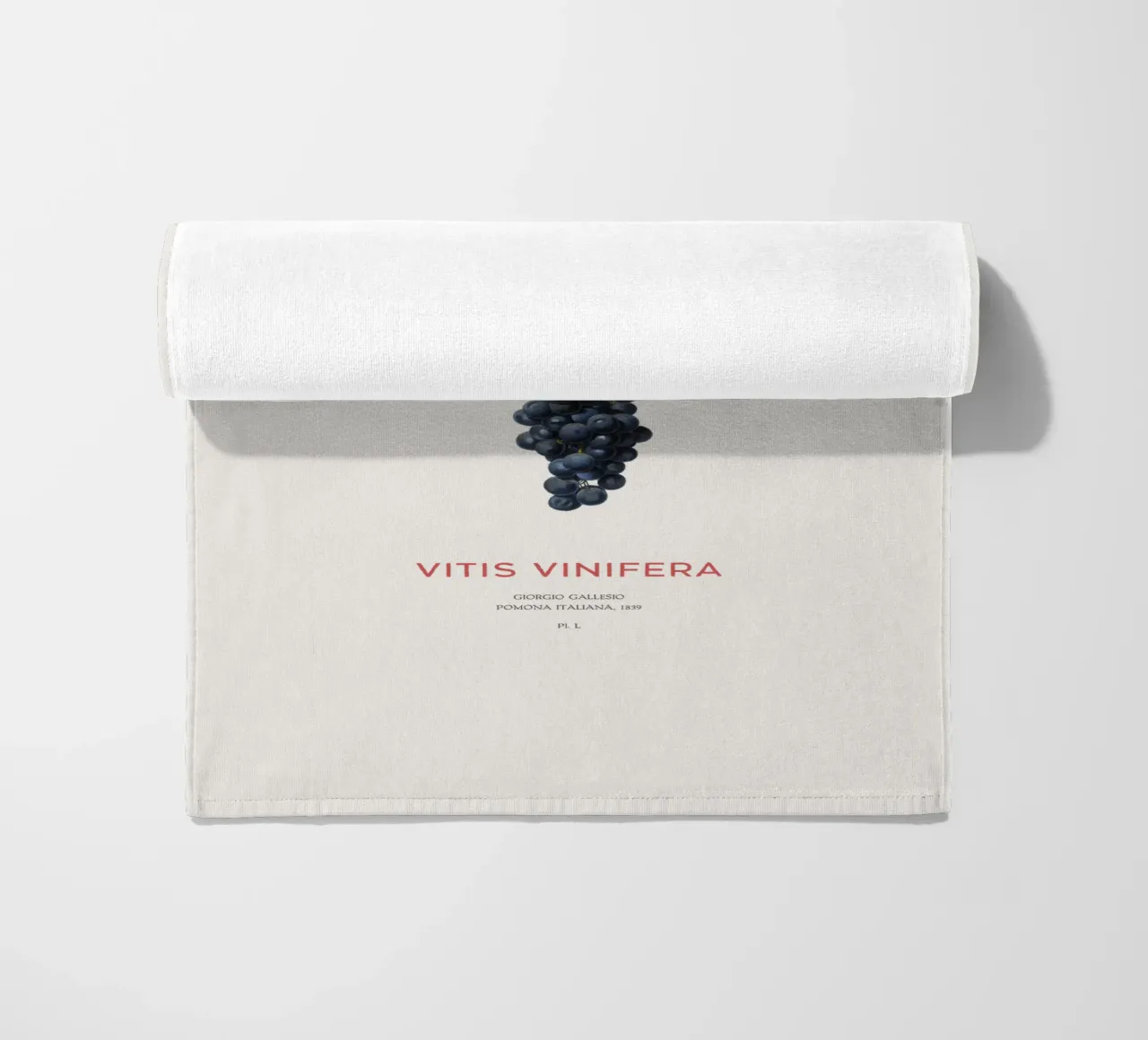 Vite d'uva o Vitis Vinifera telo mare da Vintagrafica