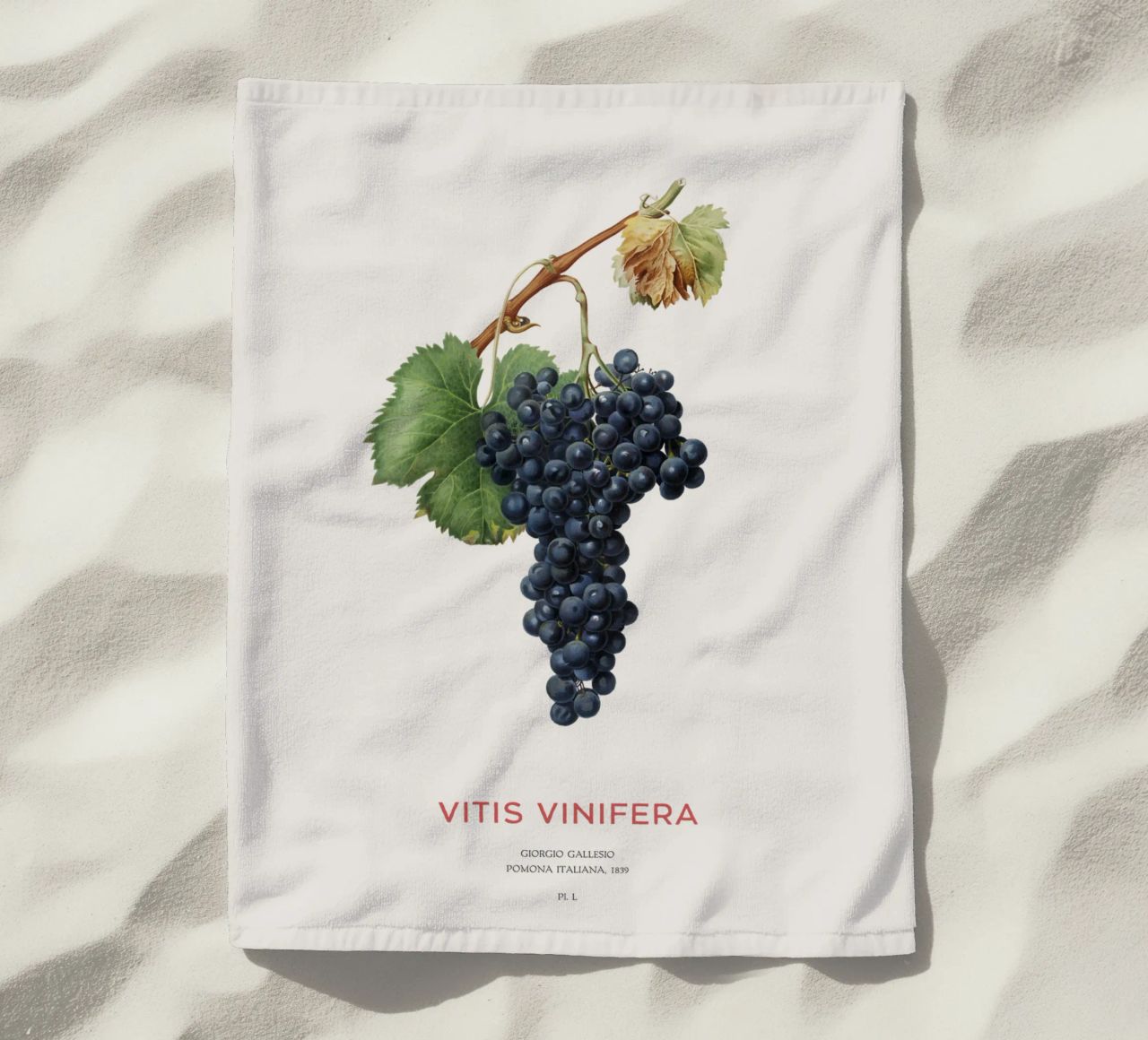 Vite d'uva o Vitis Vinifera telo mare da Vintagrafica