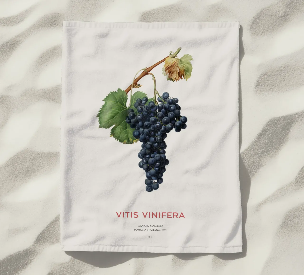 Vite d'uva o Vitis Vinifera telo mare da Vintagrafica