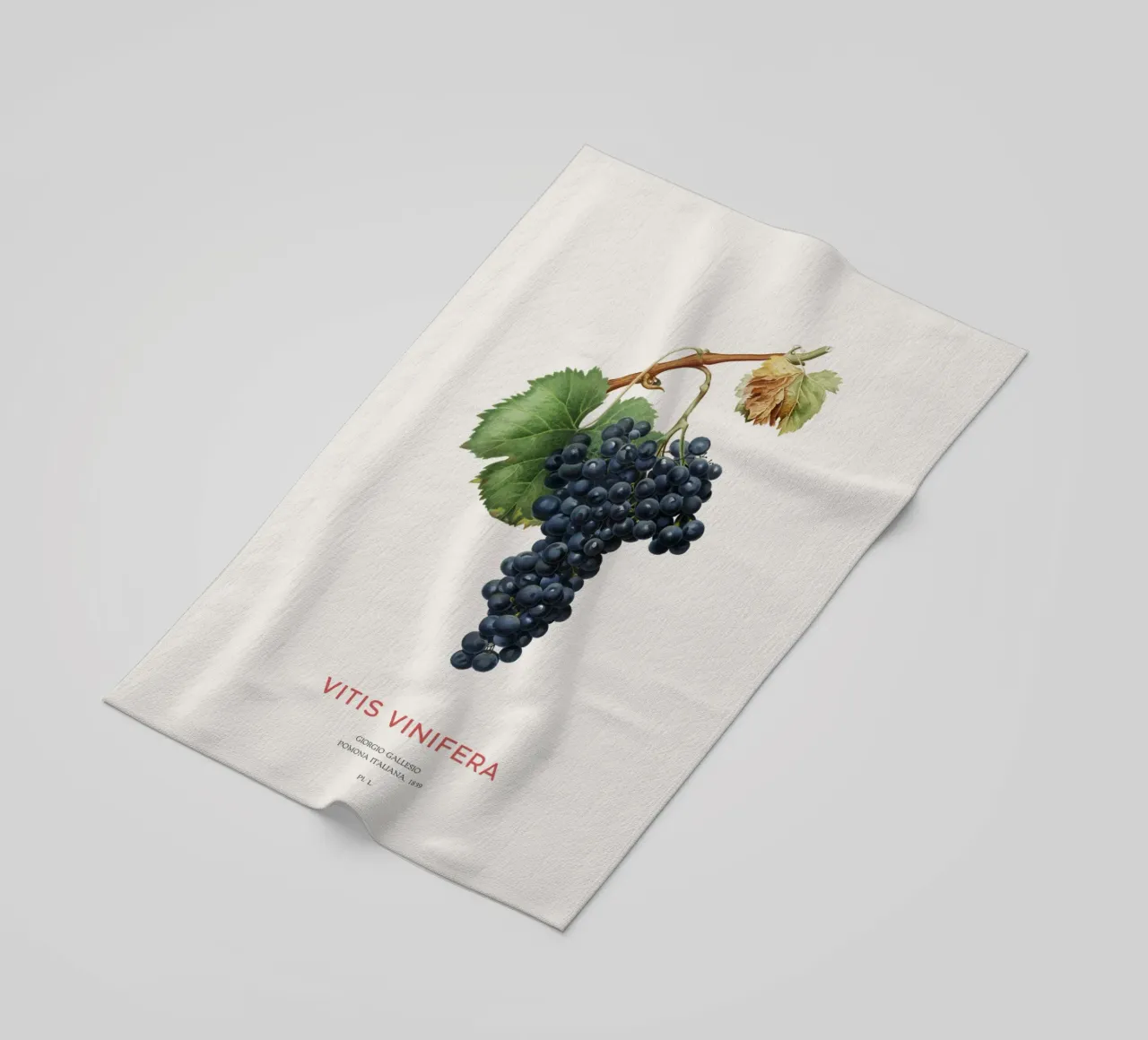 Vite d'uva o Vitis Vinifera telo mare da Vintagrafica