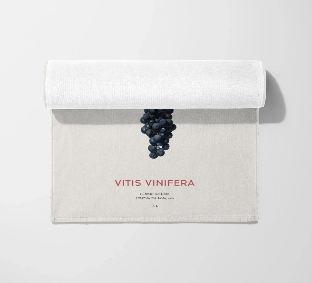 Vite d'uva o Vitis Vinifera telo mare da Vintagrafica