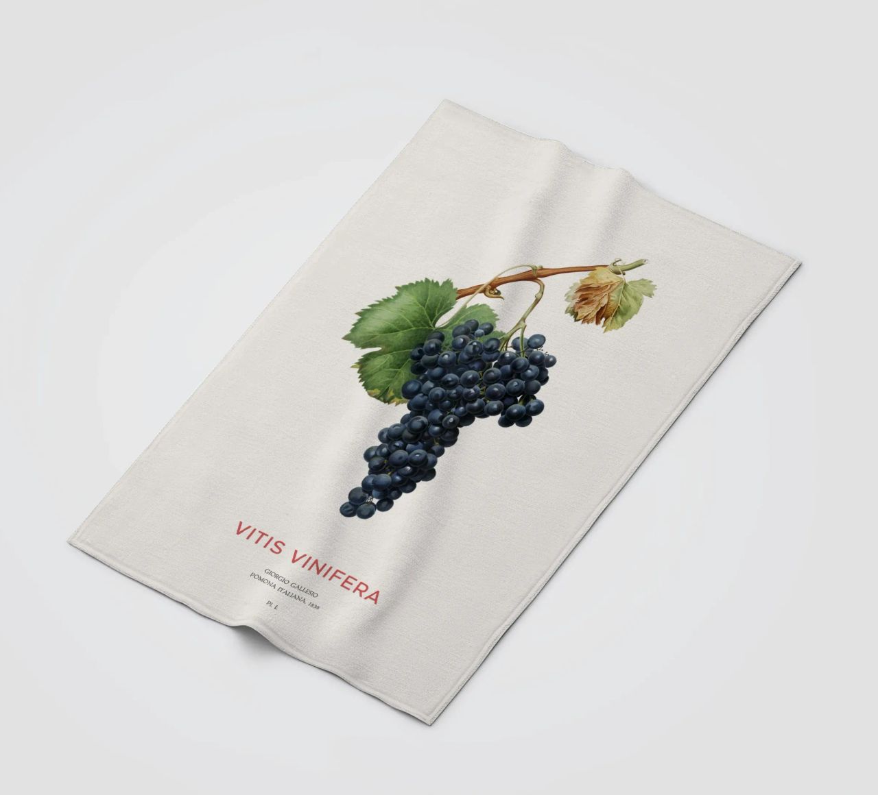 Vite d'uva o Vitis Vinifera coperta in pile da Vintagrafica