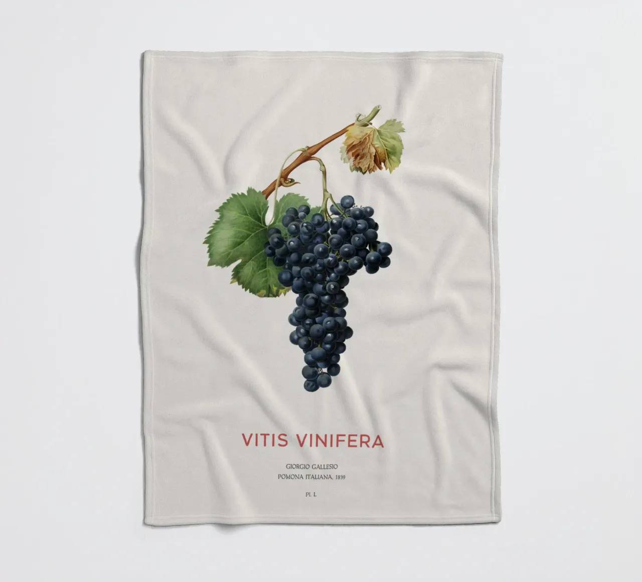 Vite d'uva o Vitis Vinifera coperta in pile da Vintagrafica