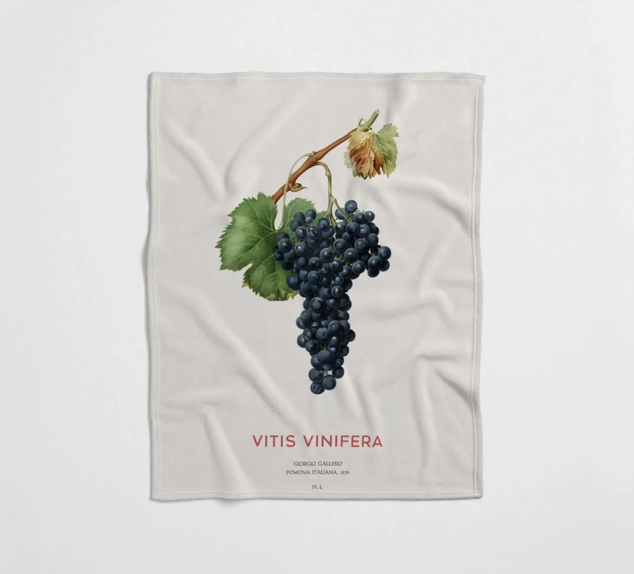 Vite d'uva o Vitis Vinifera coperta in pile da Vintagrafica