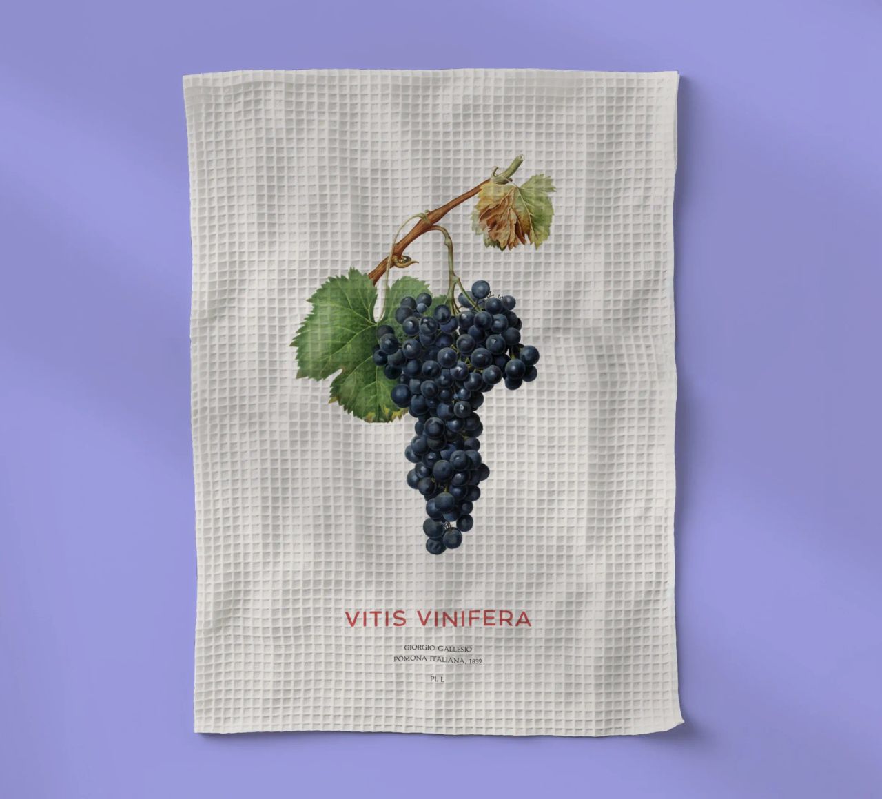 Vite d'uva o Vitis Vinifera canovaccio da cucina da Vintagrafica