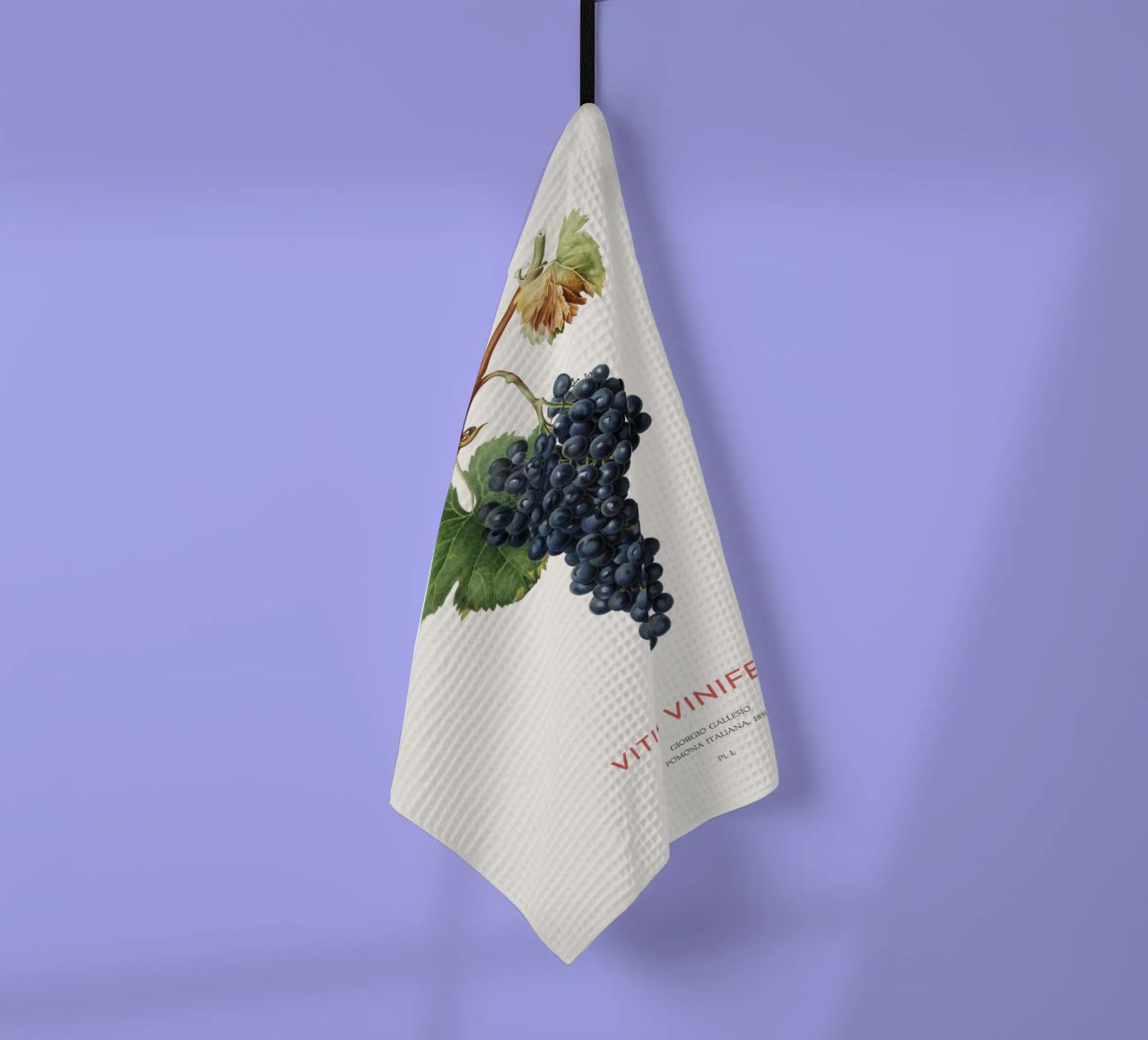 Vite d'uva o Vitis Vinifera canovaccio da cucina da Vintagrafica
