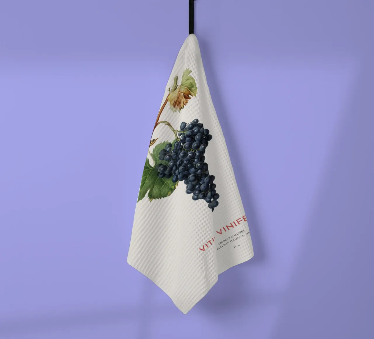 Vite d'uva o Vitis Vinifera canovaccio da cucina da Vintagrafica