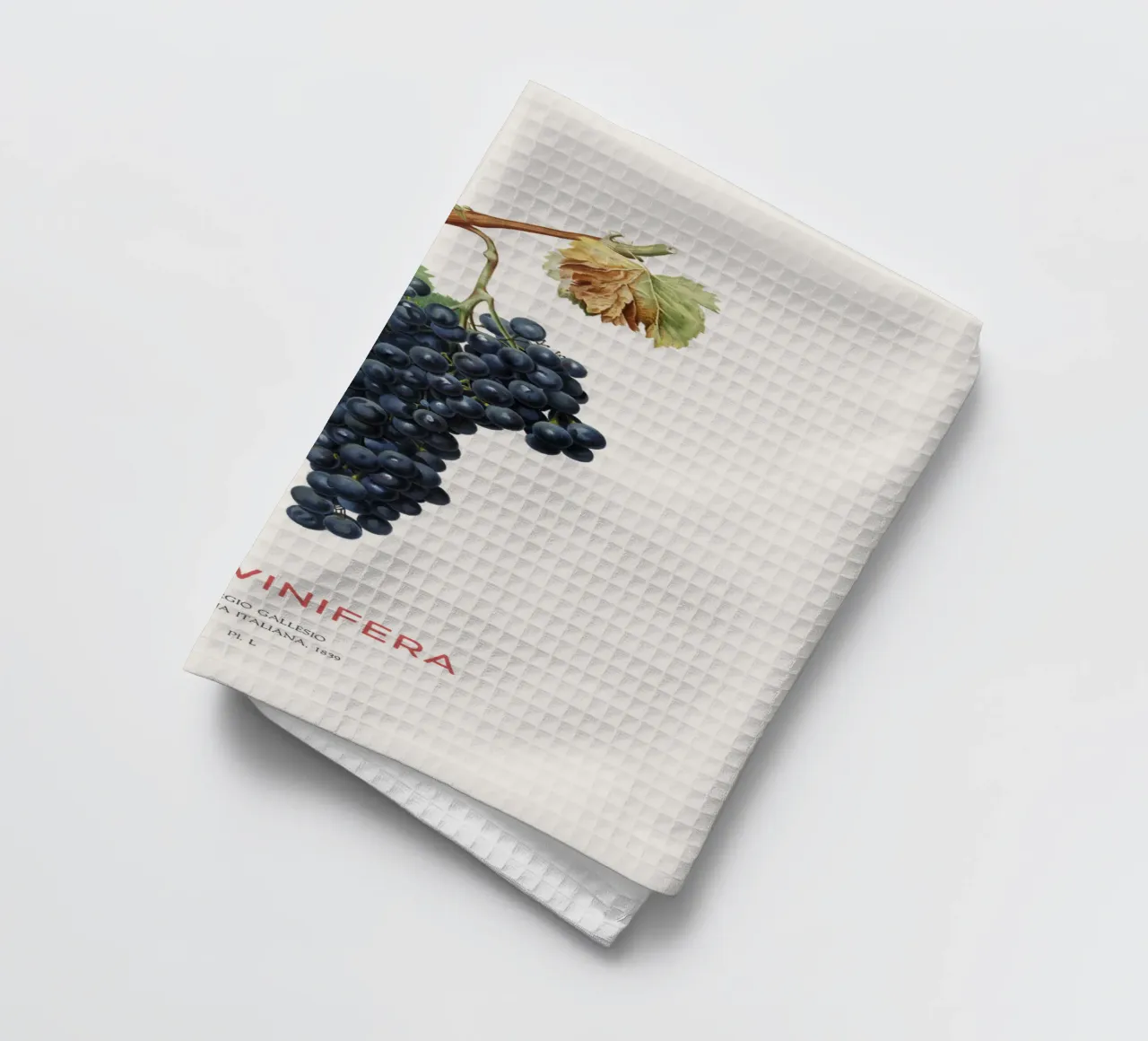 Vite d'uva o Vitis Vinifera canovaccio da cucina da Vintagrafica