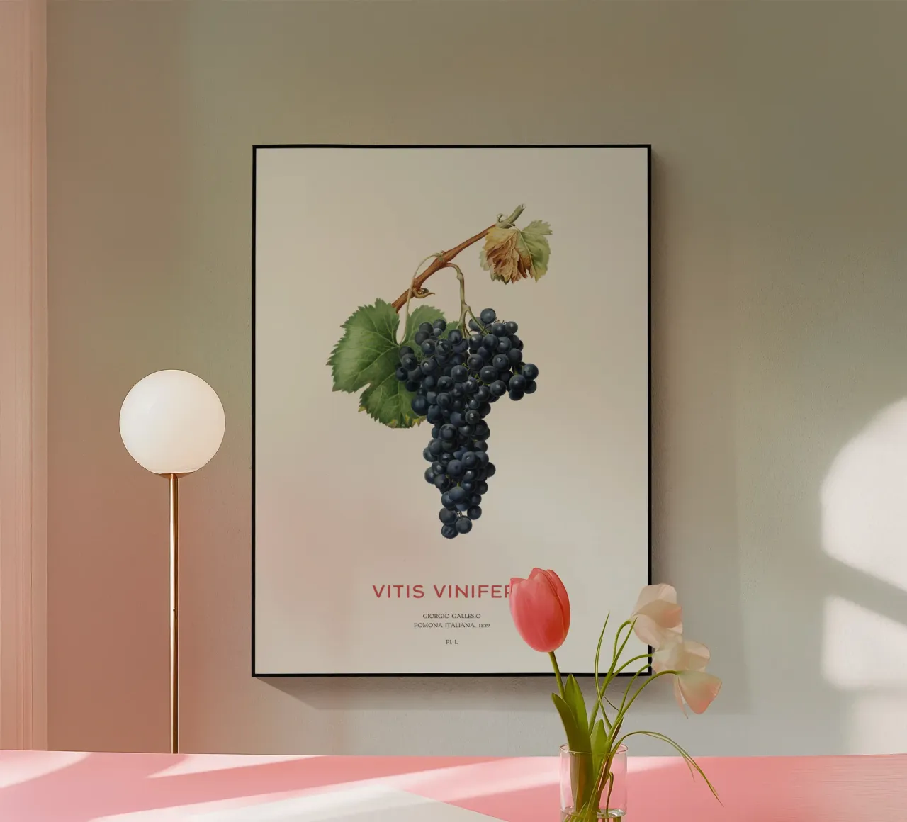 Weinrebe oder Vitis Vinifera Acryl-Glas von Vintagrafica