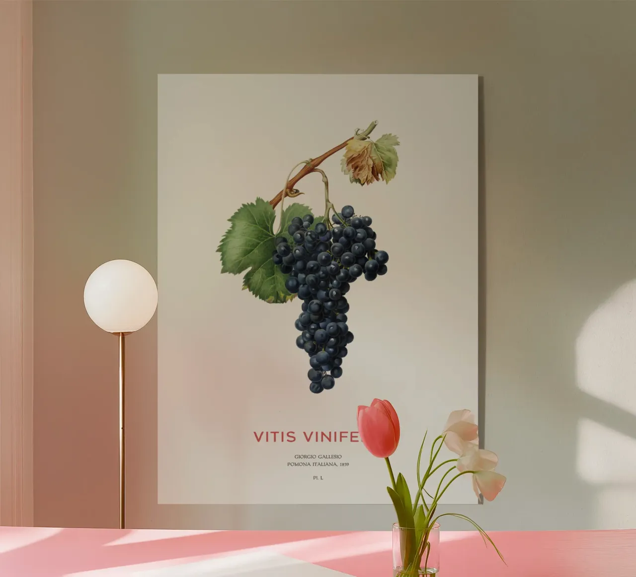 Vite d'uva o Vitis Vinifera plexiglass da Vintagrafica