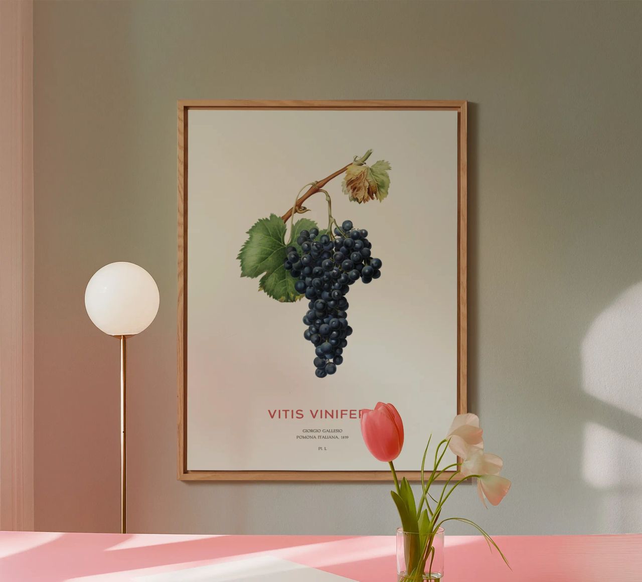 Vite d'uva o Vitis Vinifera alluminio dibond da Vintagrafica