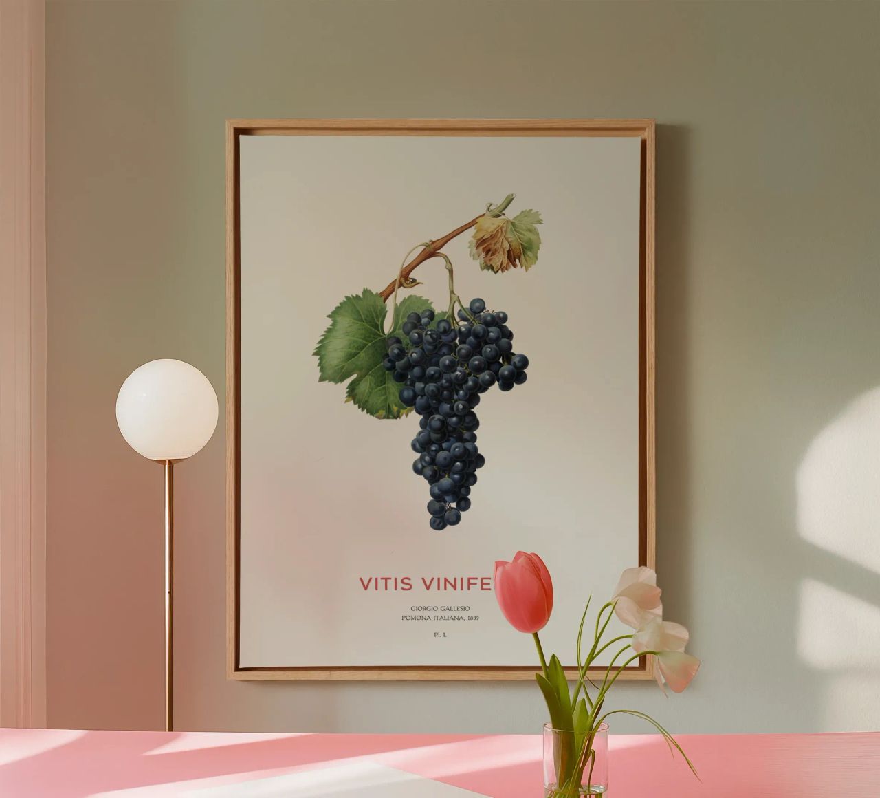 Vite d'uva o Vitis Vinifera tela da Vintagrafica