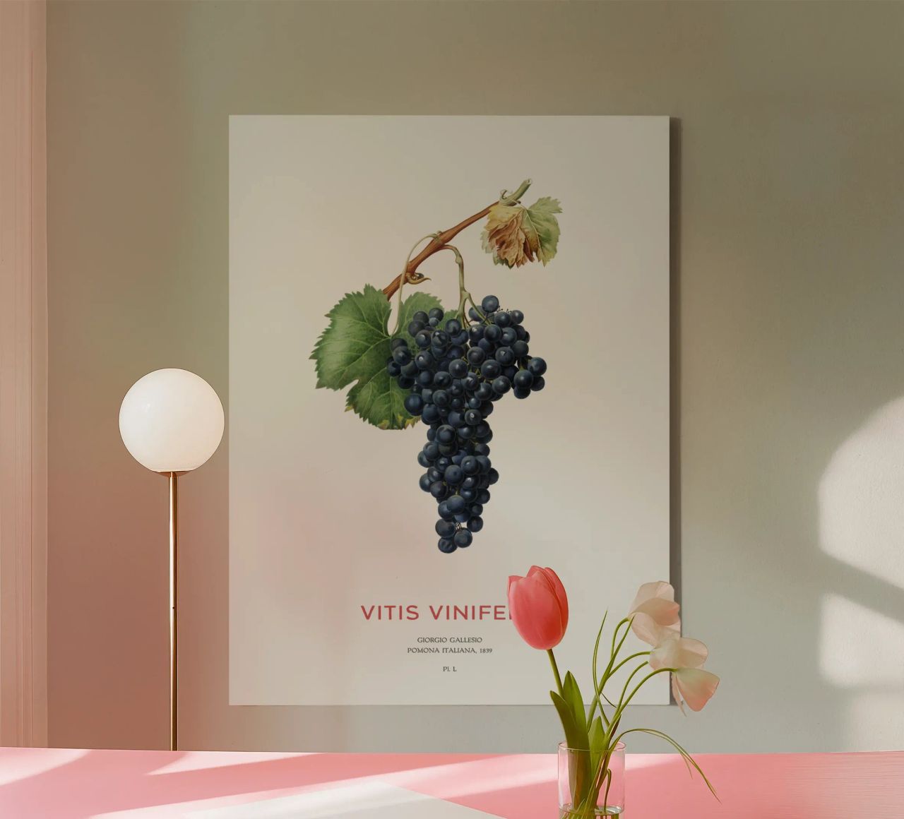Vite d'uva o Vitis Vinifera tela da Vintagrafica