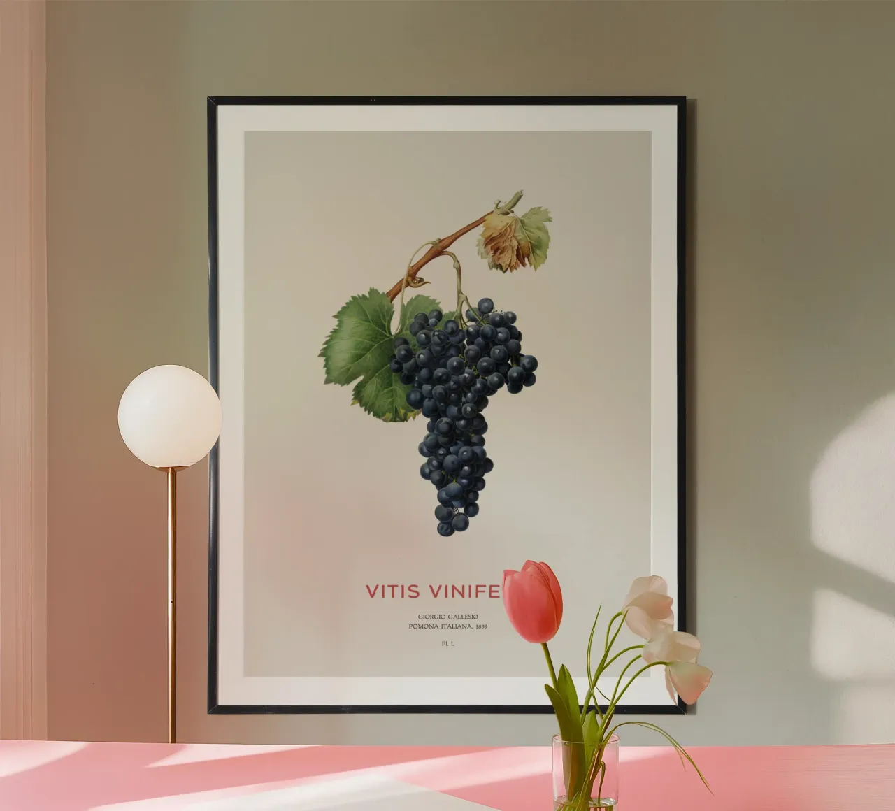 Vite d'uva o Vitis Vinifera carta hahnemühle da Vintagrafica