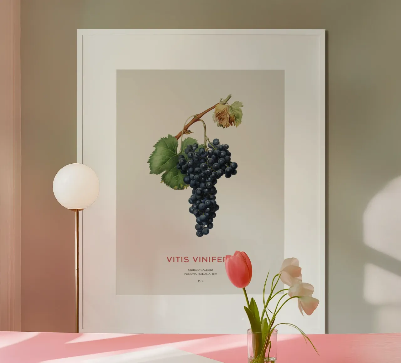 Vite d'uva o Vitis Vinifera carta hahnemühle da Vintagrafica