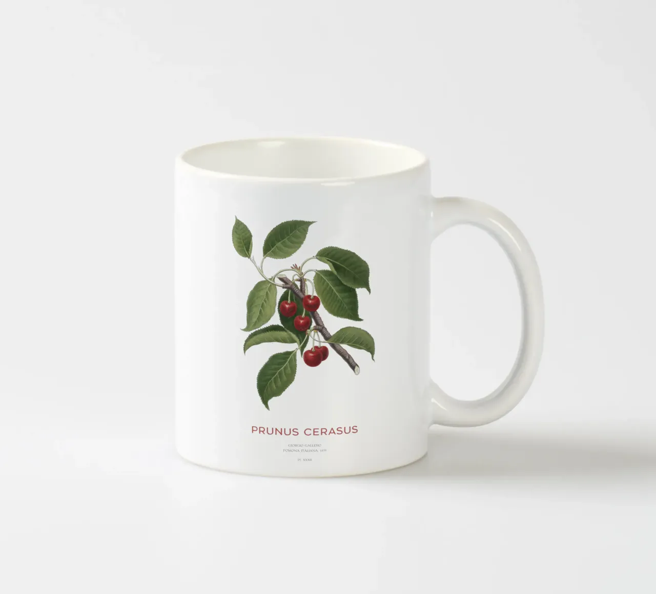 Ciliegia acida o Prunus Сerasus tazza in ceramica da Vintagrafica