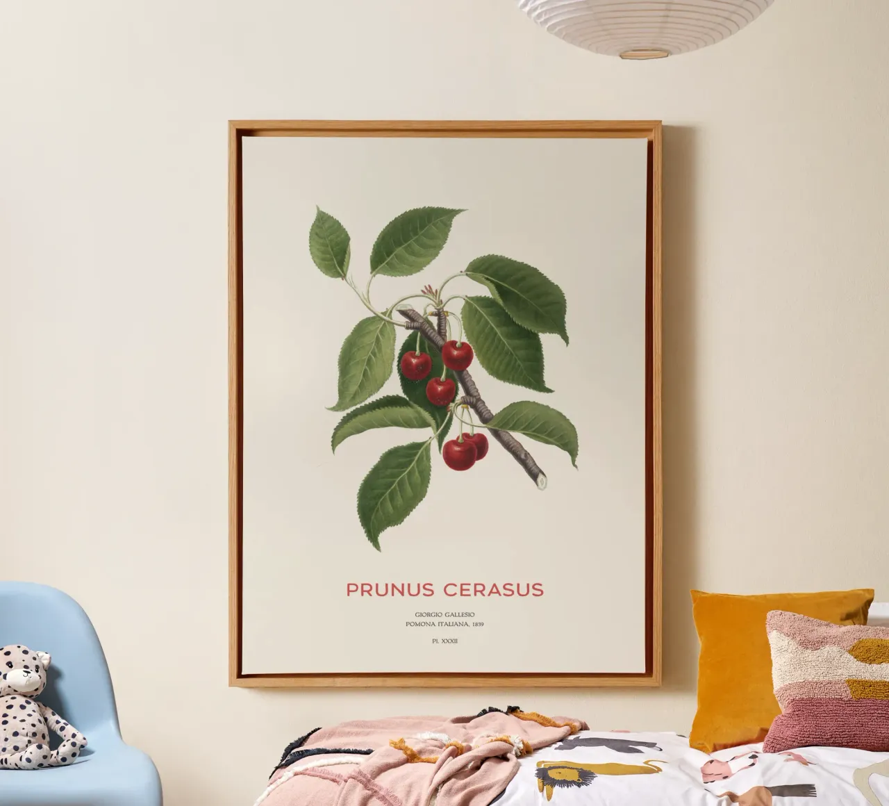 Sauerkirsche oder Prunus Сerasus Leinwand mit Schattenfugenrahmen von Vintagrafica