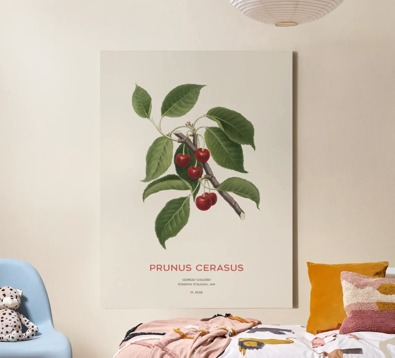Sauerkirsche oder Prunus Сerasus Leinwand mit Schattenfugenrahmen von Vintagrafica