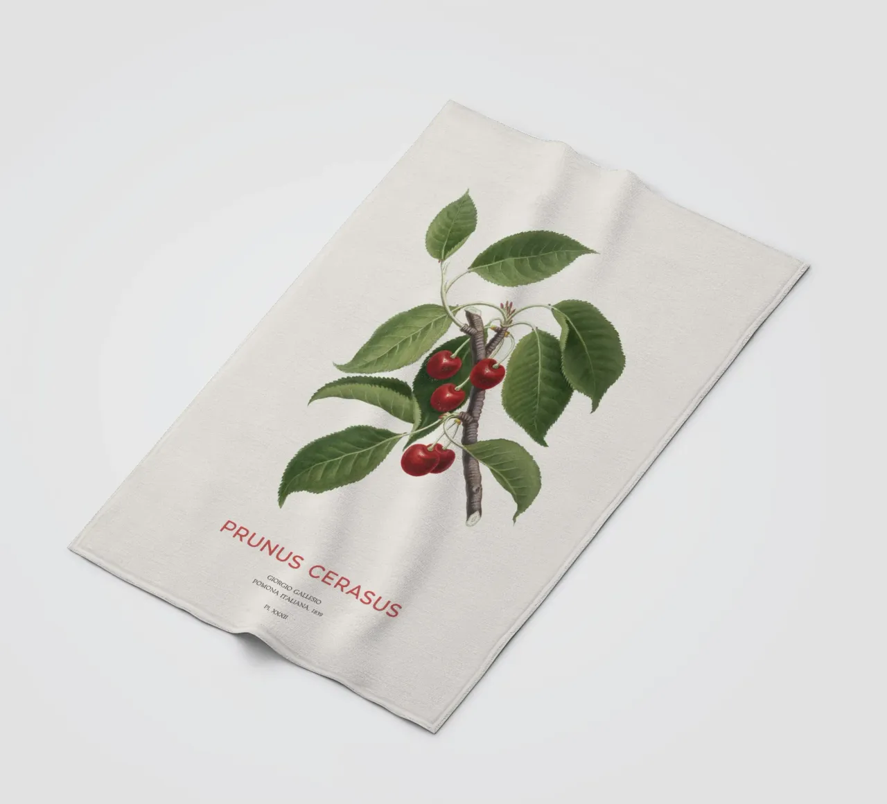 Sauerkirsche oder Prunus Сerasus Fleecedecke von Vintagrafica
