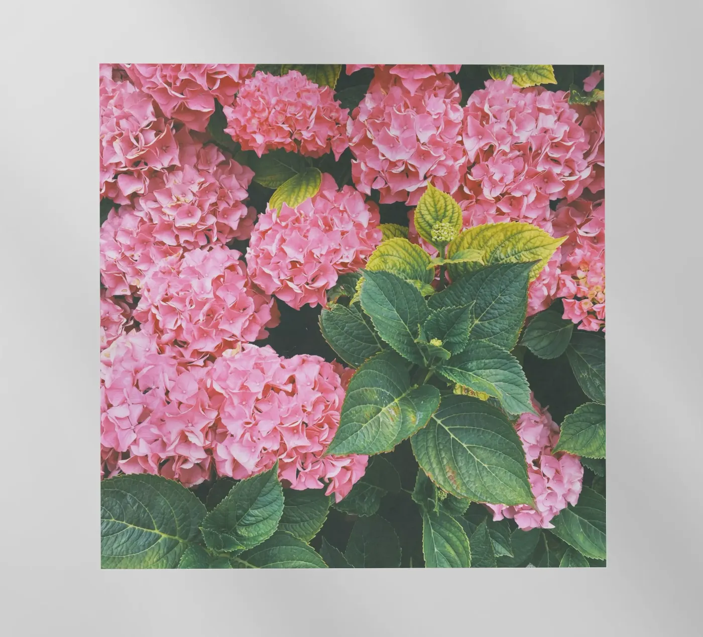 Hortensia backlit folie van Cassia Beck Photography