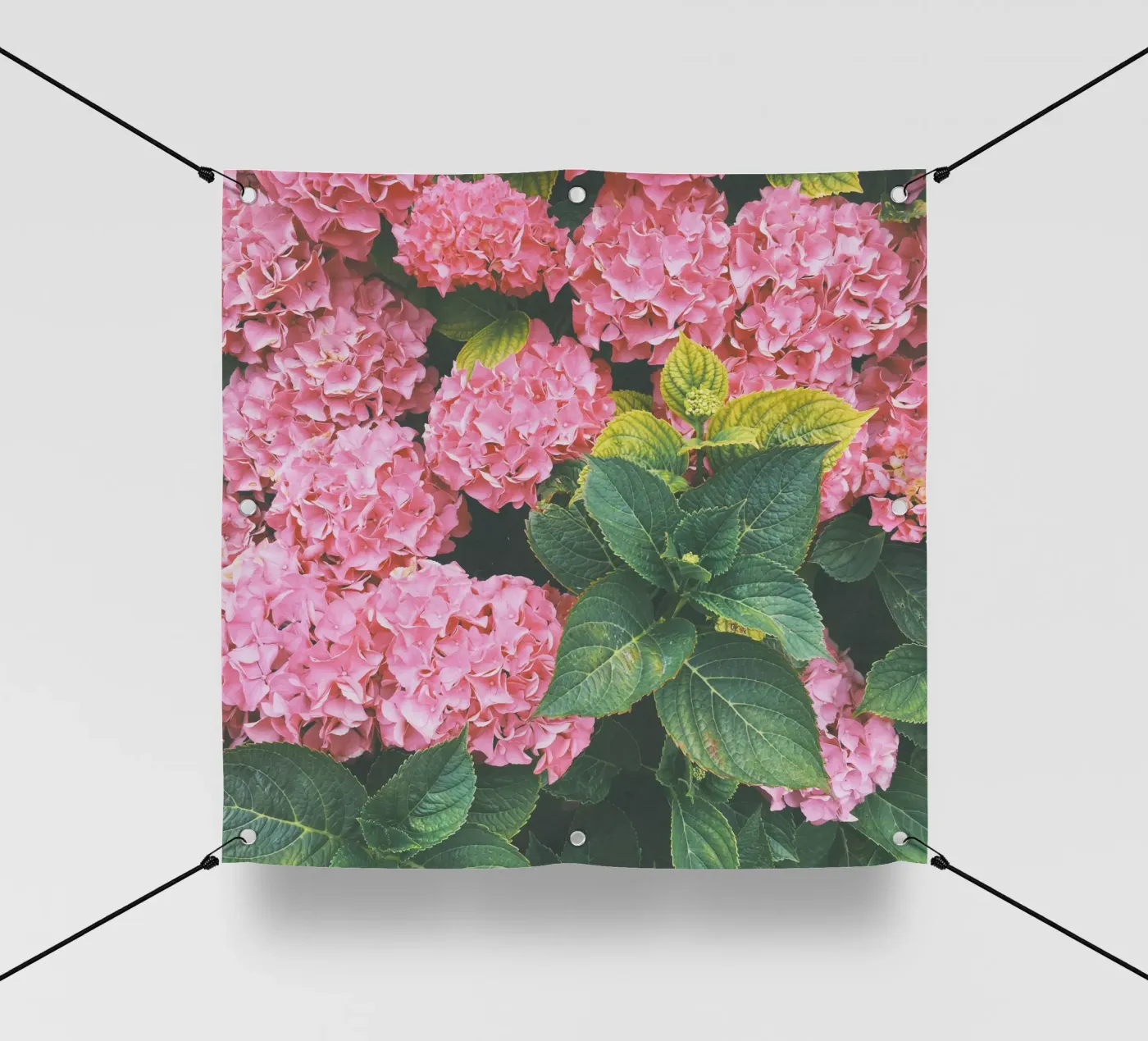Hydrangea pvc cover by Cassia Beck Photography