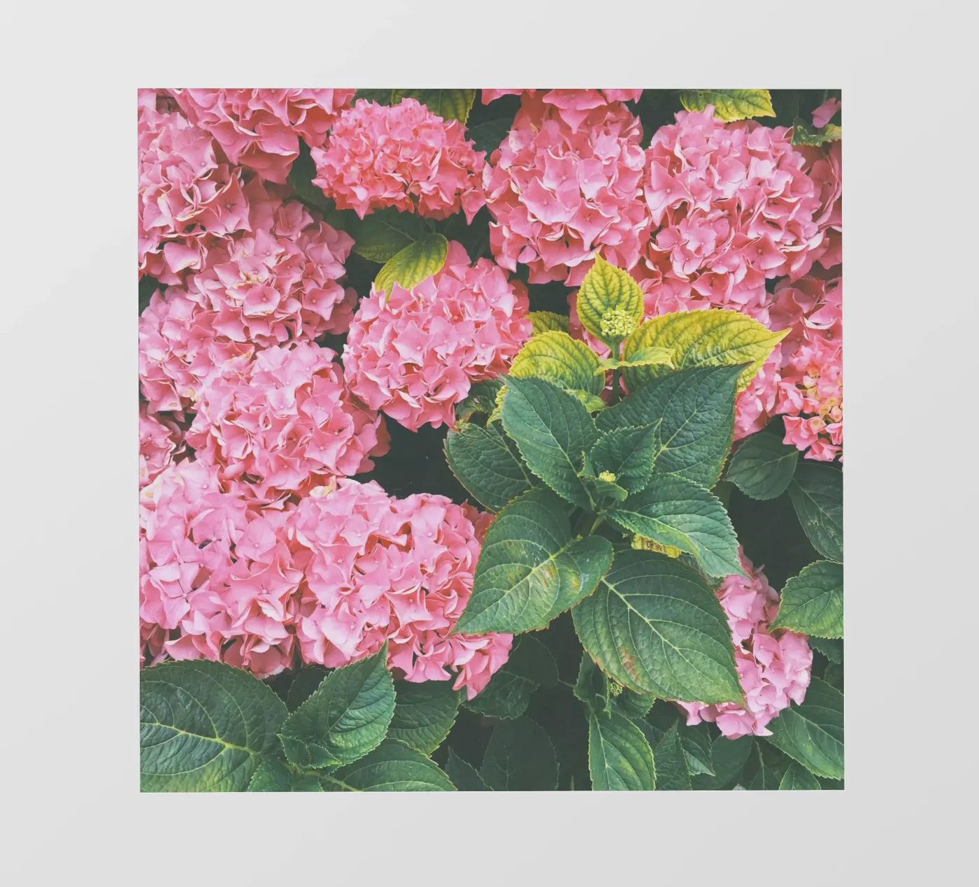 Hydrangea pvc cover by Cassia Beck Photography