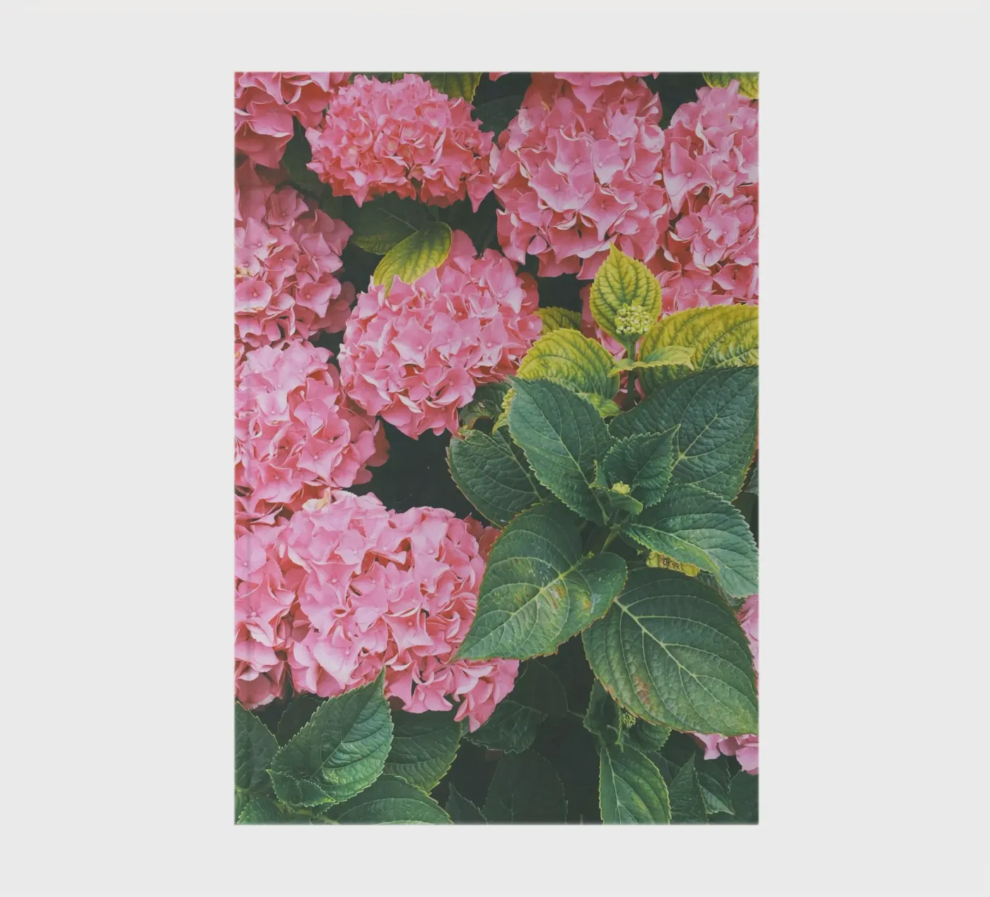 Hydrangea quaderno da Cassia Beck Photography