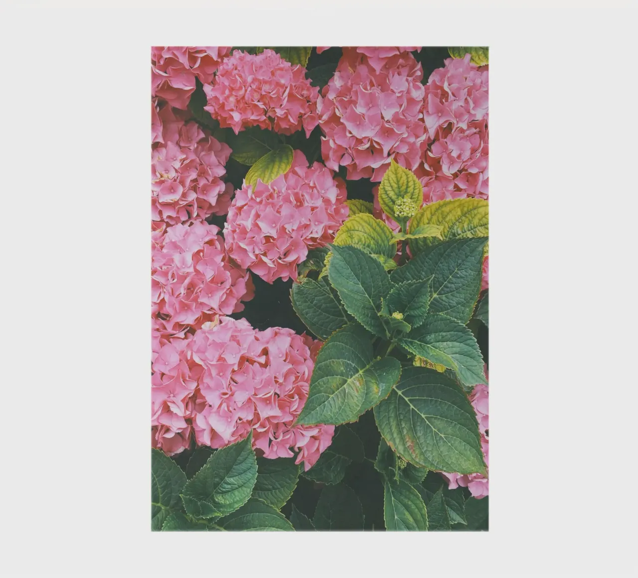 Hydrangea notebook by Cassia Beck Photography
