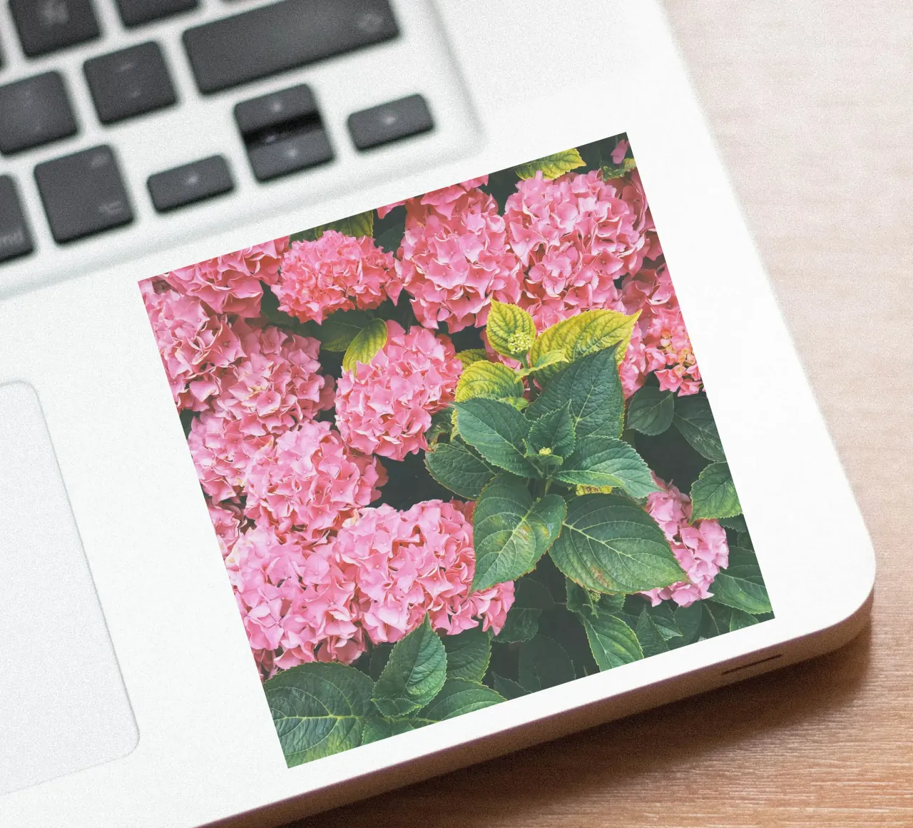 Hydrangea sticker by Cassia Beck Photography