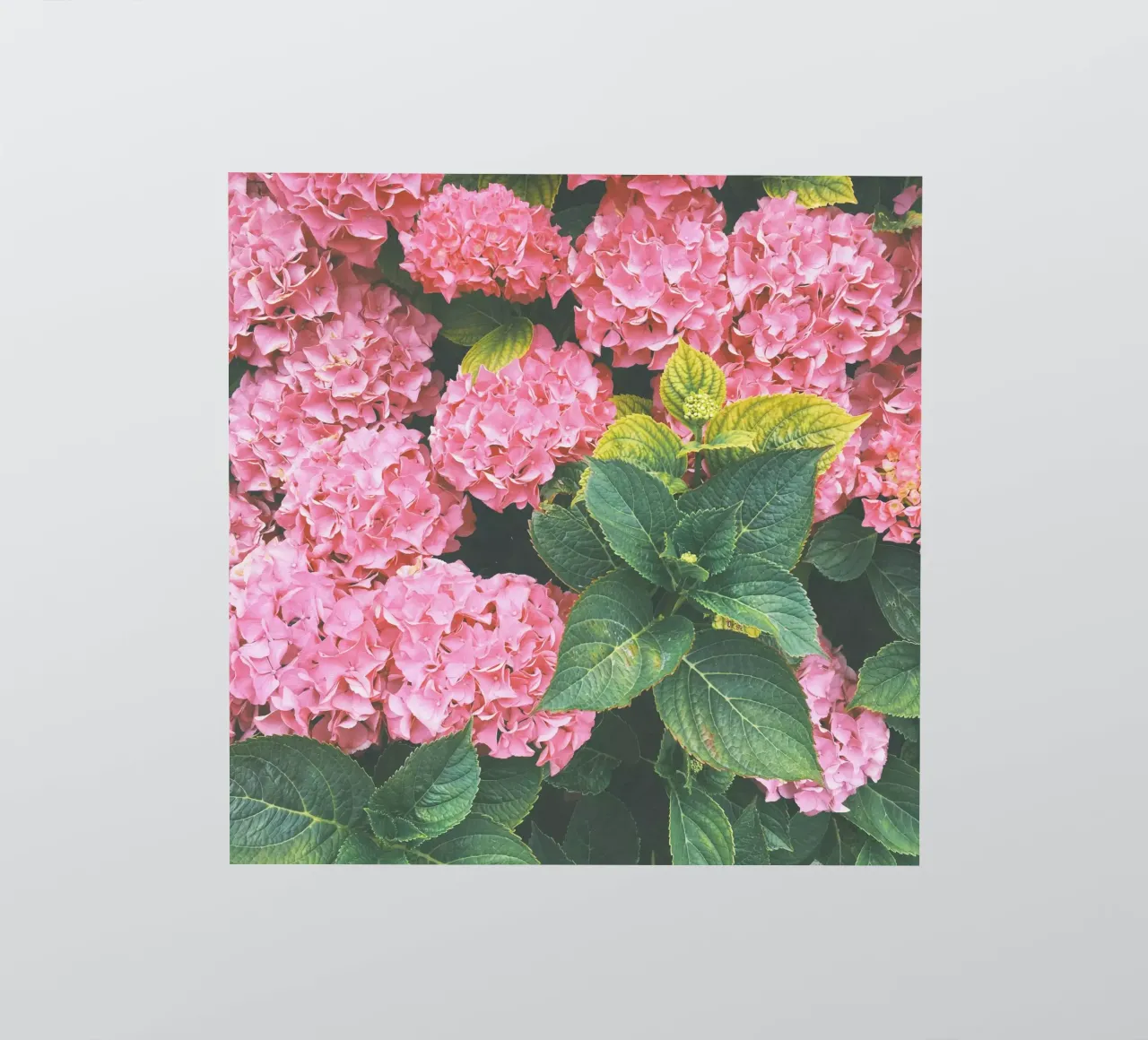 Hydrangea sticker by Cassia Beck Photography