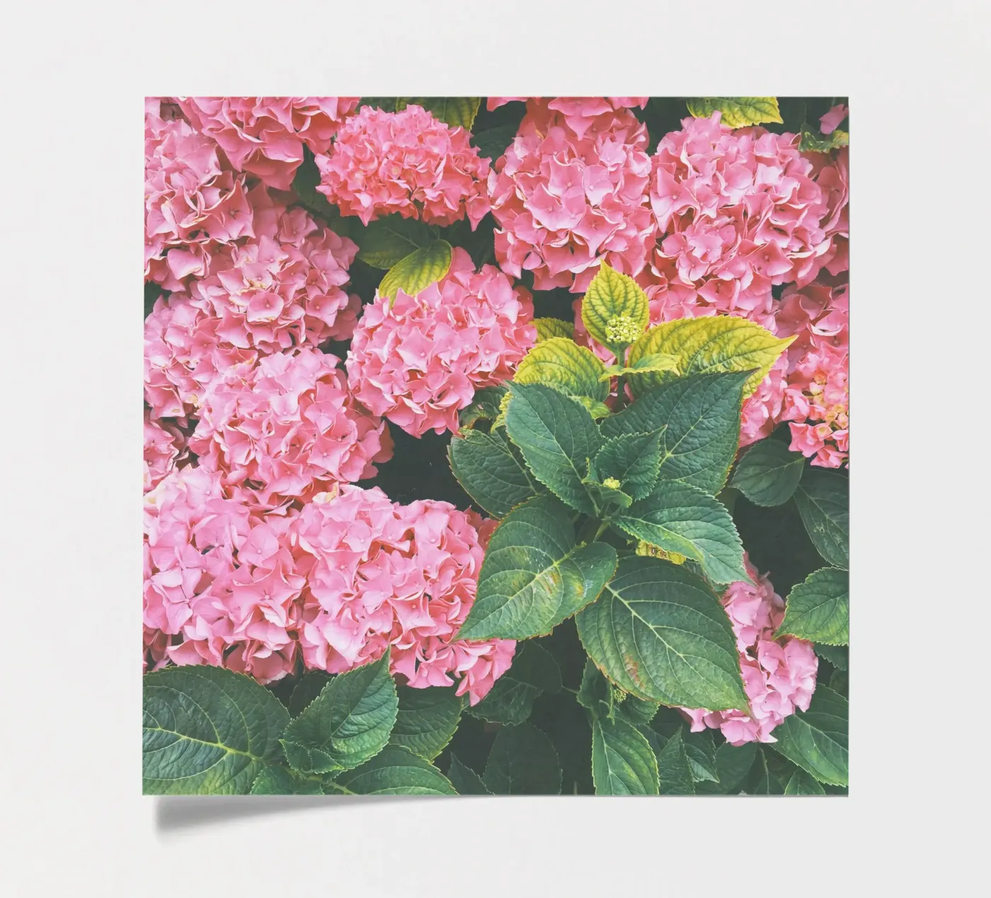 Hydrangea Stickerbogen von Cassia Beck Photography