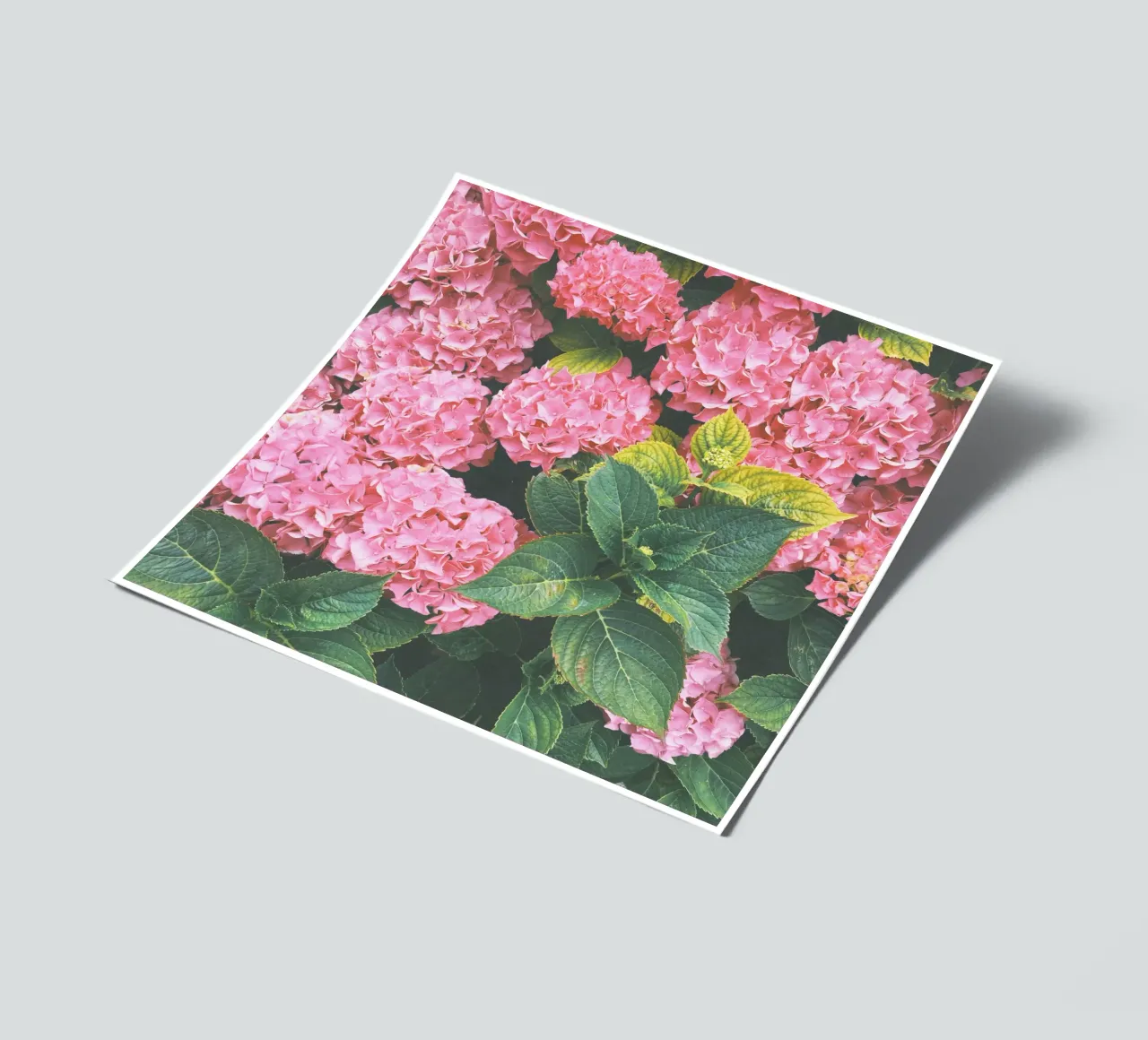 Hydrangea sticker sheet by Cassia Beck Photography
